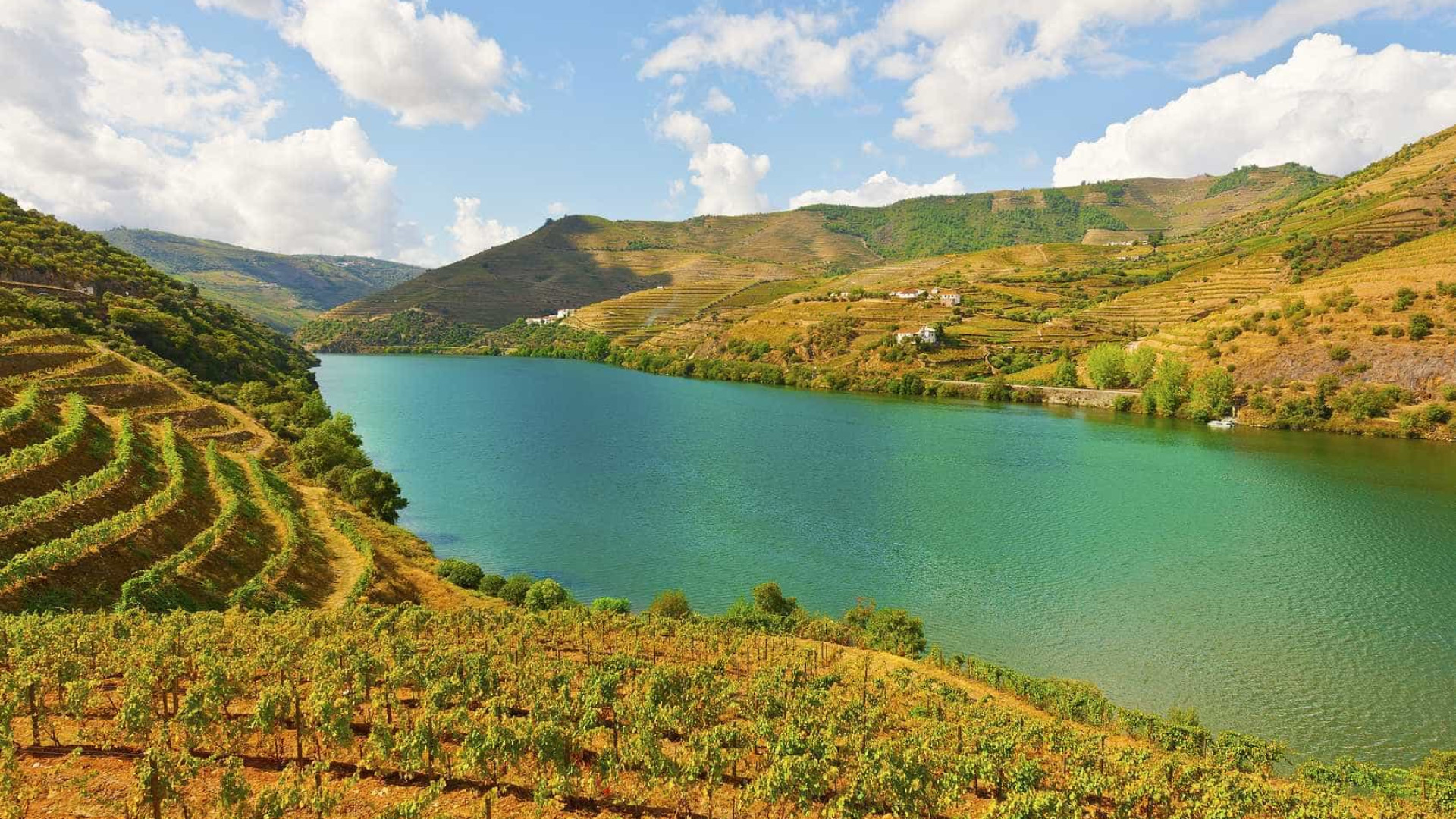 Douro comercializou 624 milhões de euros em vinhos em 2024