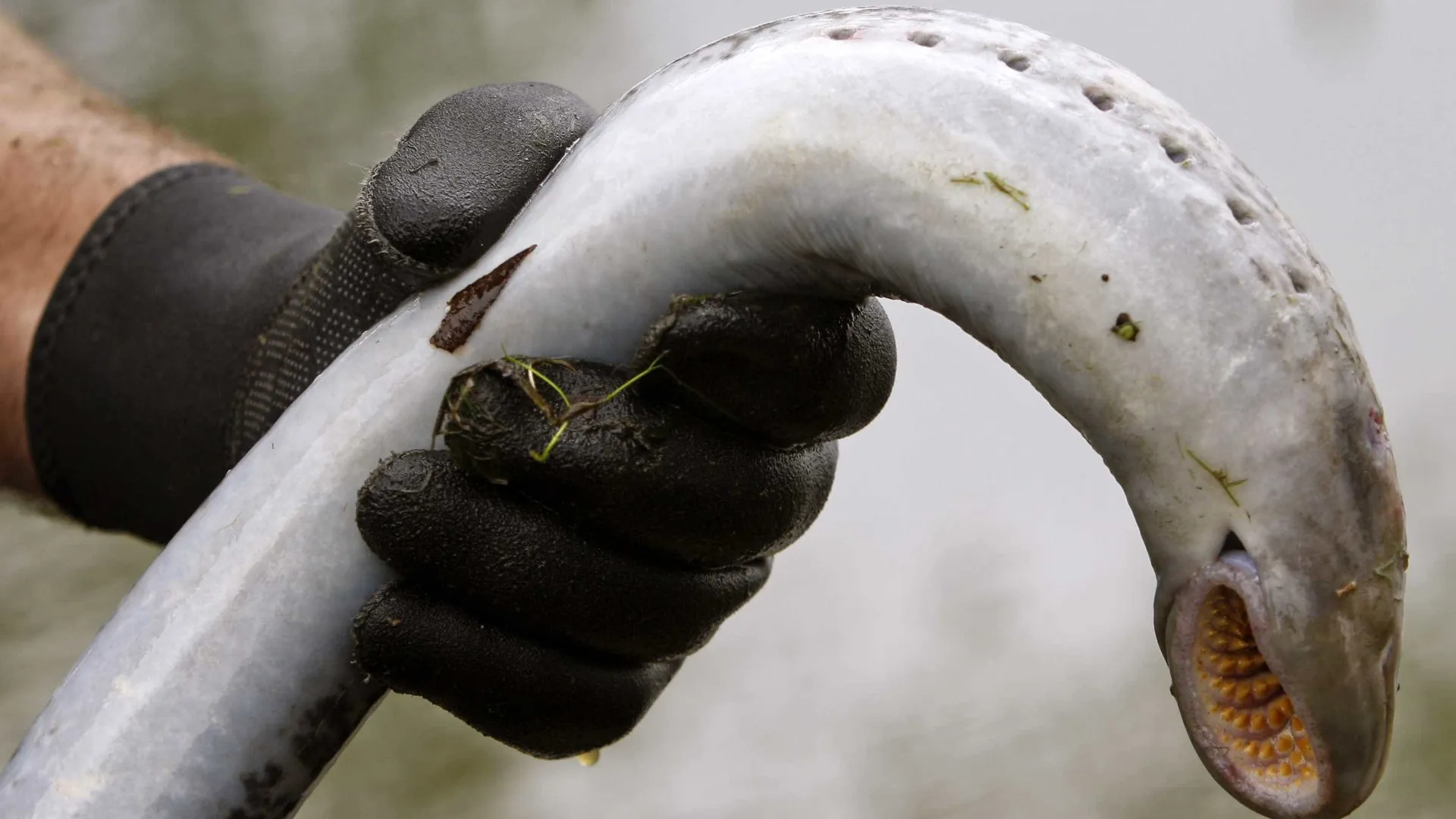 
                    Pescadores do Mondego temem que lampreia não chegue aos pratos
                
