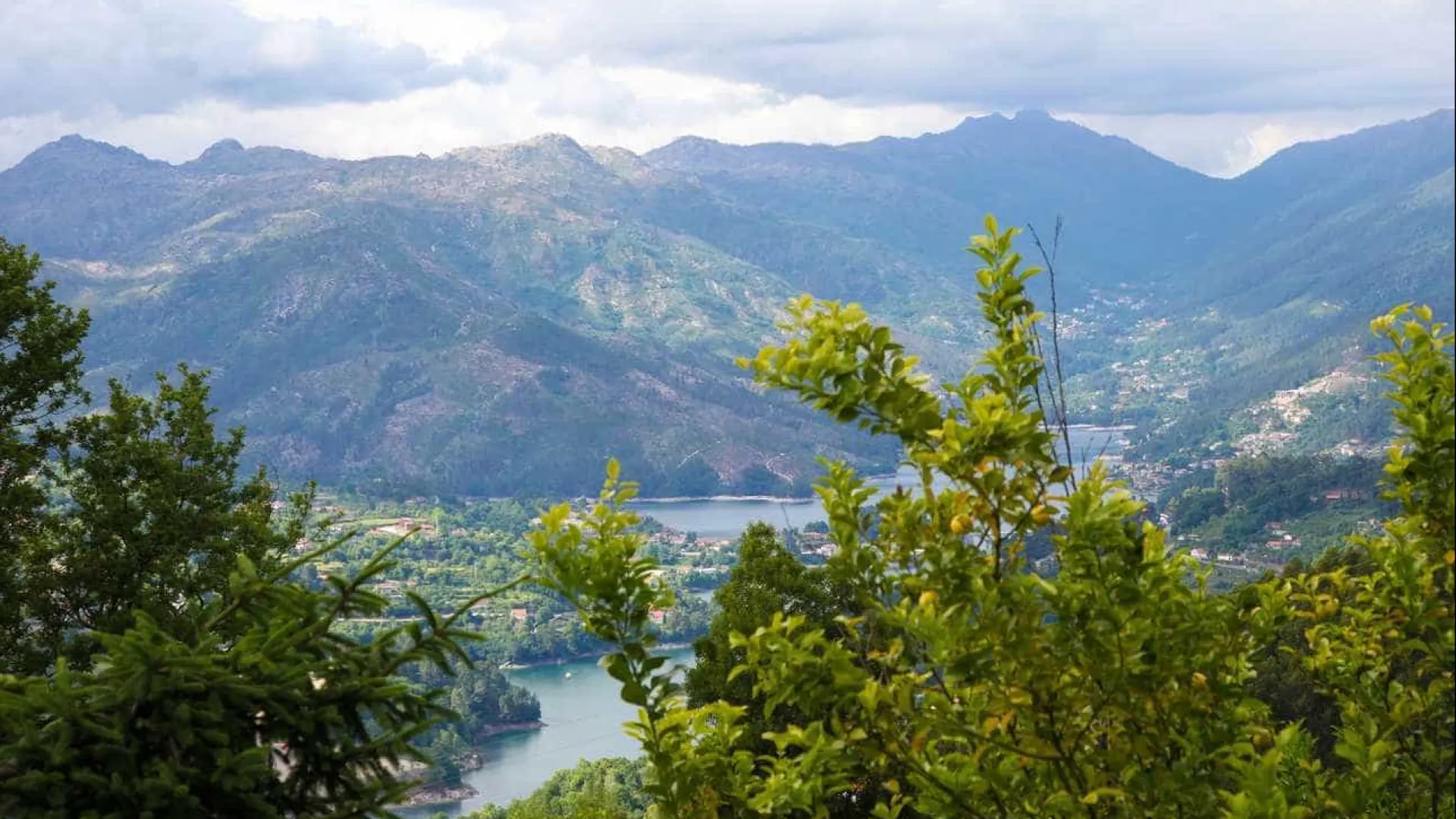 
                    Bétulas e pinheiros para reflorestar área ardida em Fafião no Gerês
                