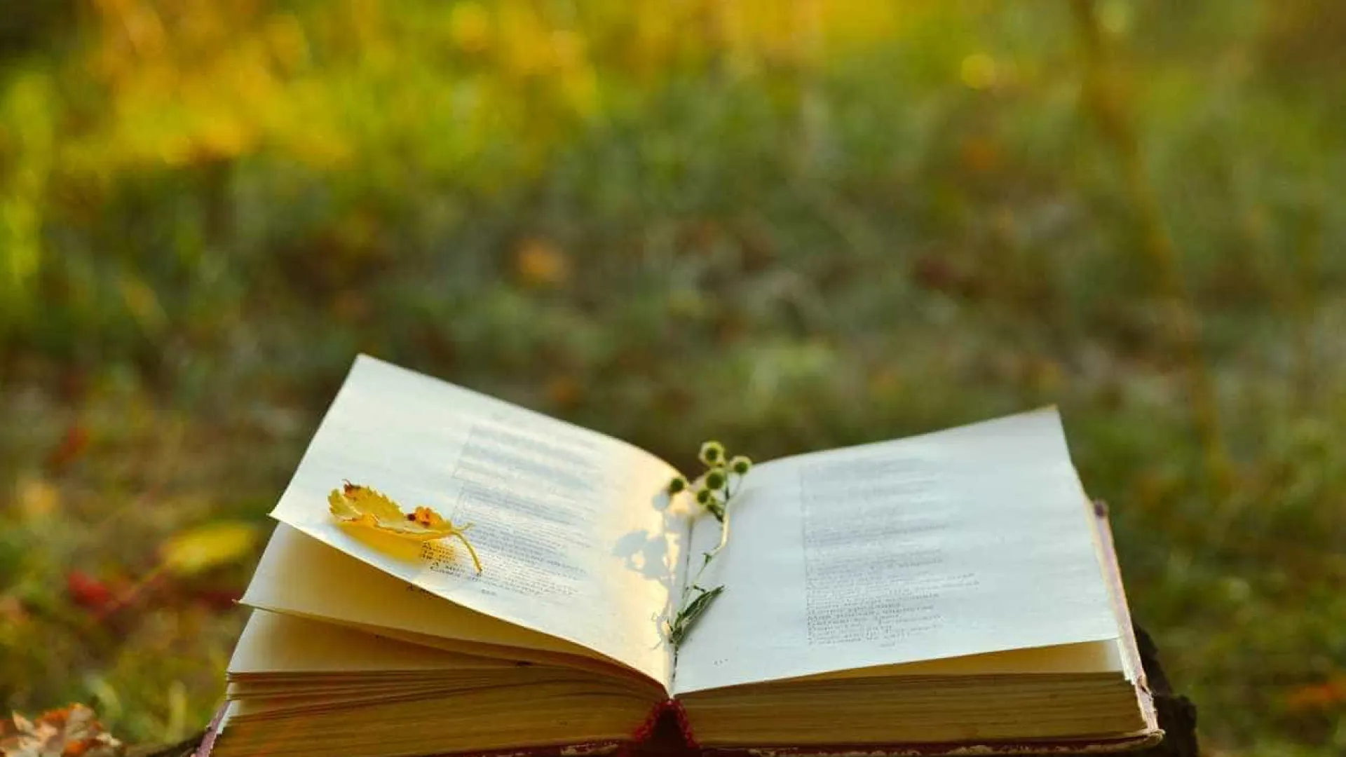 
                    Uma feira do livro só de poesia instala-se hoje no Jardim da Parada
                