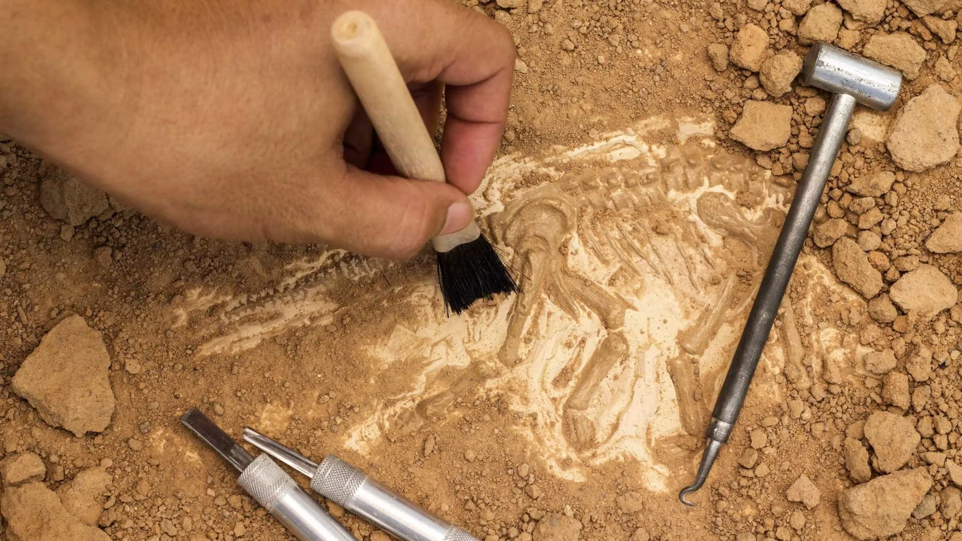 
                    Paleontólogos anunciam nova espécie de dinossauro com 125 milhões de anos
                