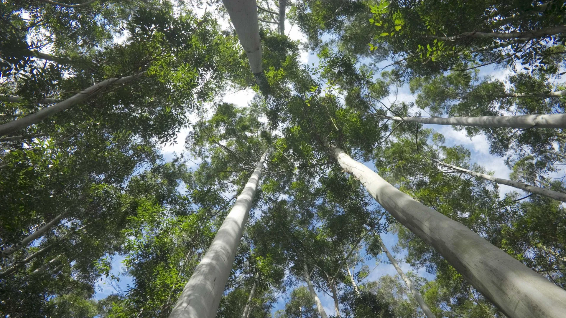 
                    Associações pedem informação sobre investimento em espécies autóctones
                