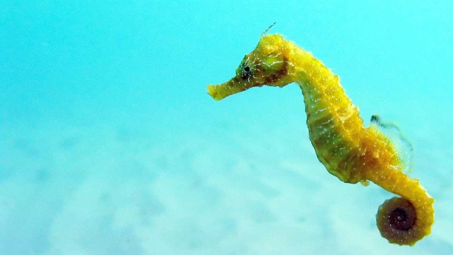 A comunidade de cavalos-marinhos que vive na Ria Formosa