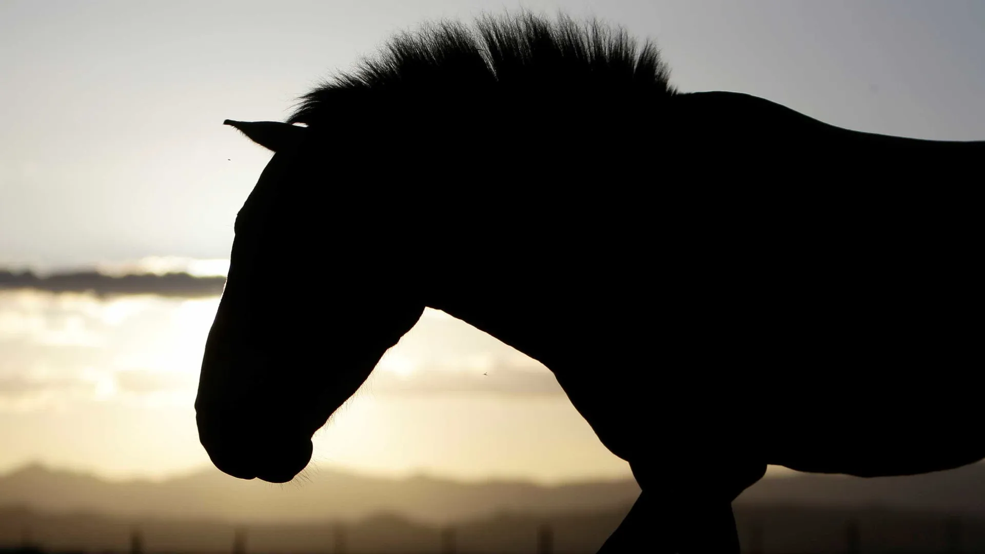 
                    Febre do Nilo confirmada em Portugal e DGAV recomenda vacinação de cavalos
                