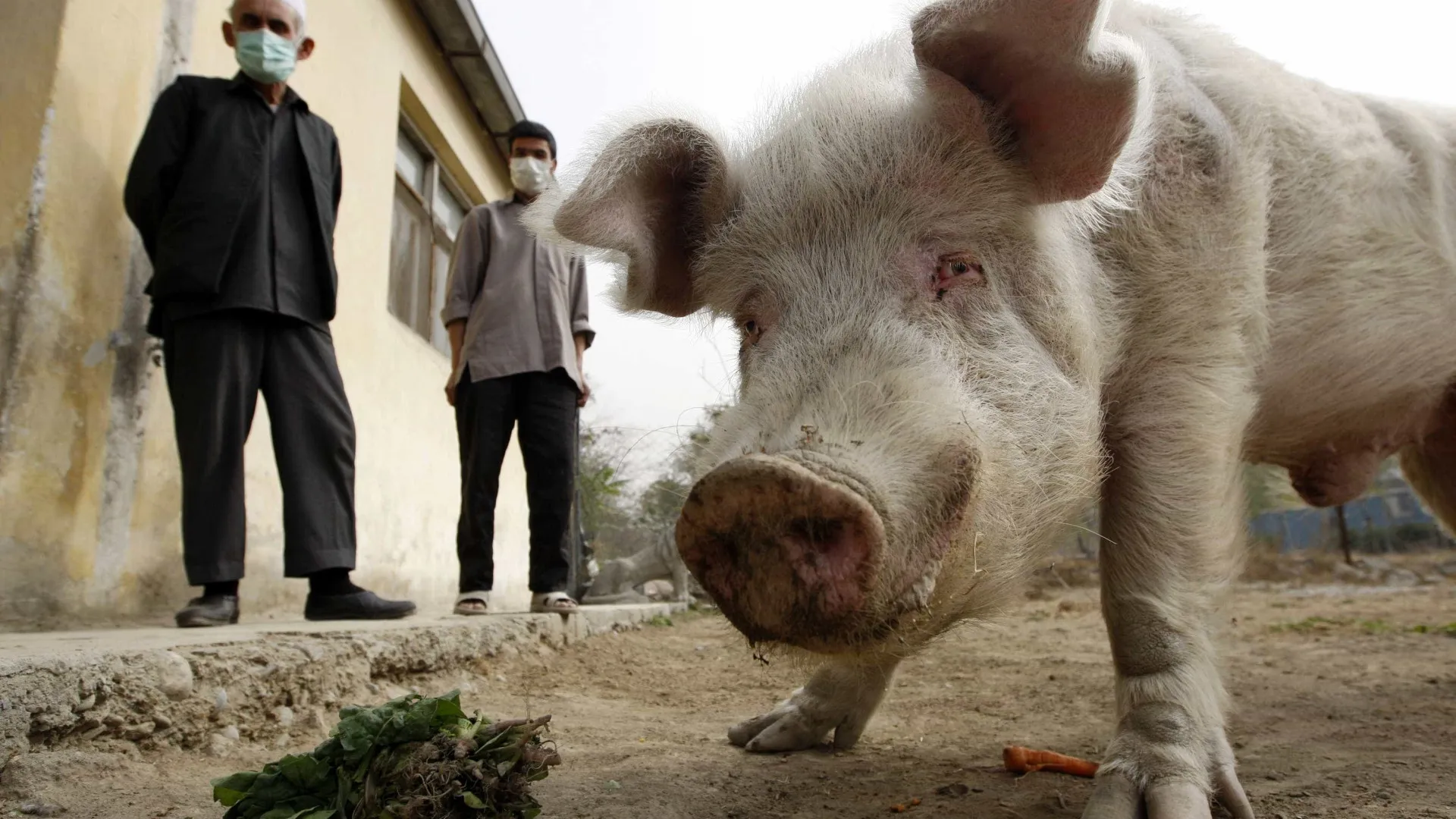 
                    Detetado caso humano de gripe suína em Espanha. OMS informada
                