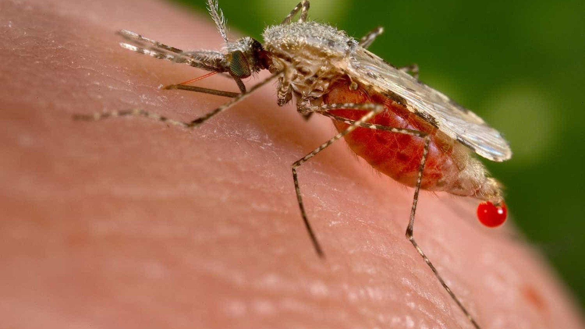 Novo estudo diz que erradicação da malária é possÃvel até 2050