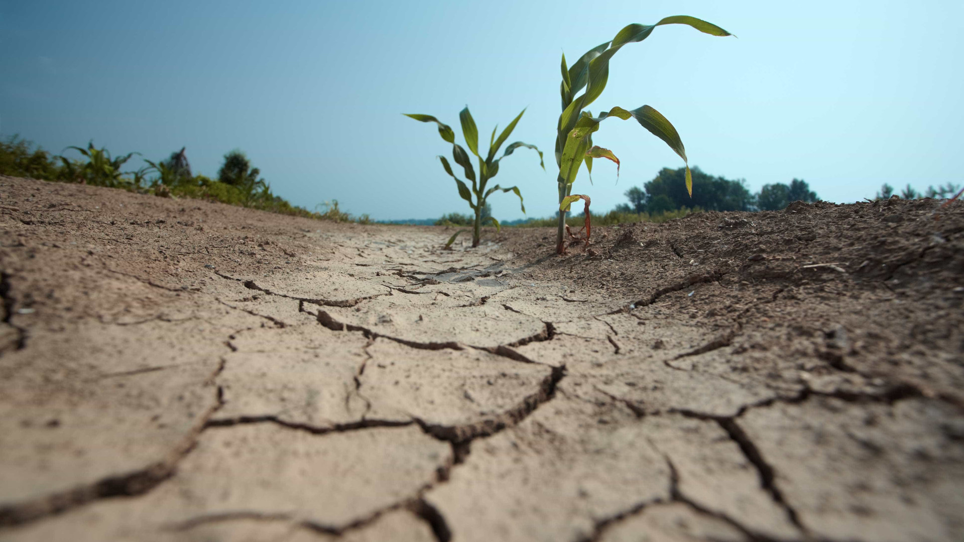 Mundo precisa de mil milhões por dia para combater desertificação e secas