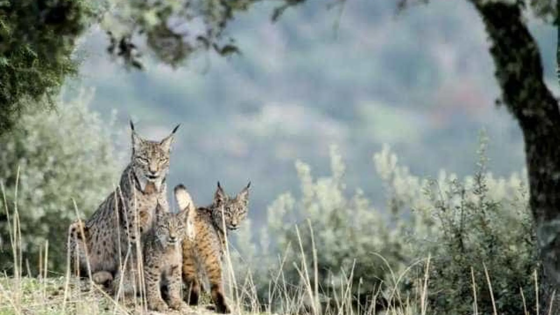 
                    Embriões de lince ibérico produzidos por fertilização in vitro
                
