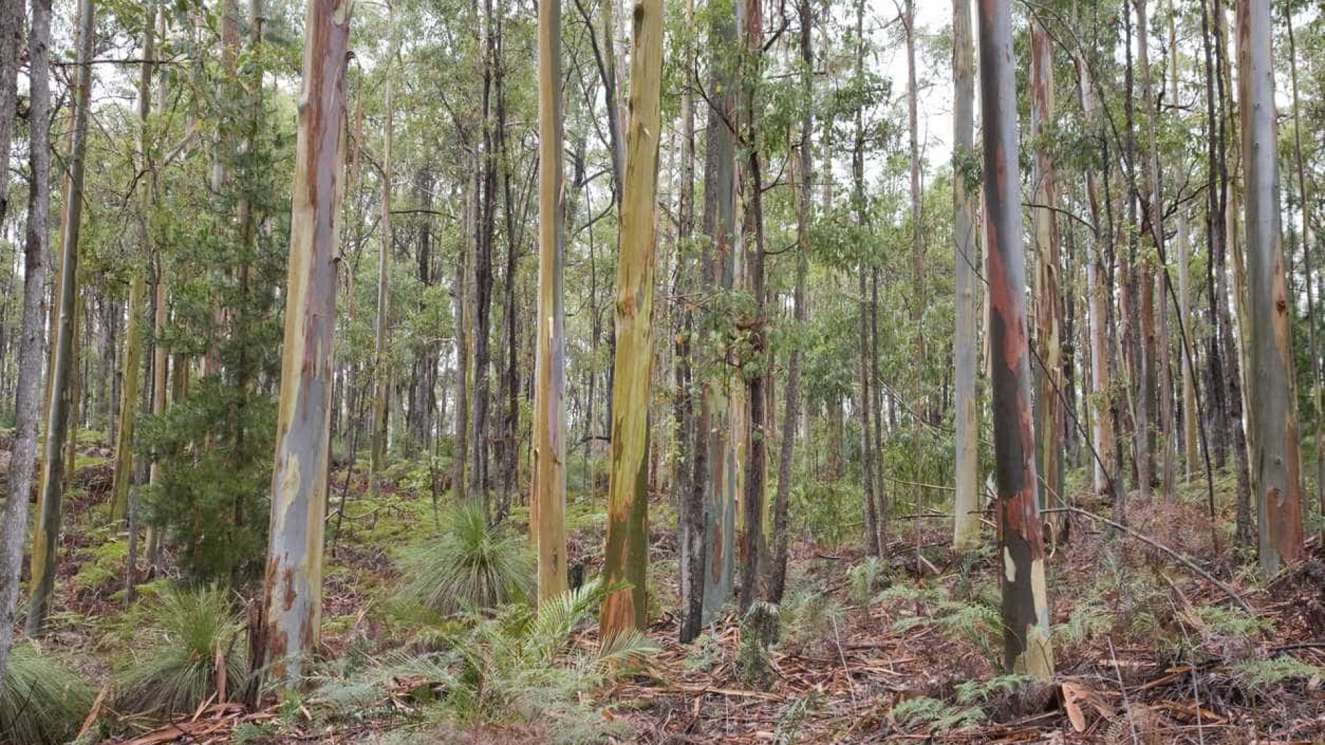 Trabalhos da COP16 para proteção da biodiversidade começam em Cali