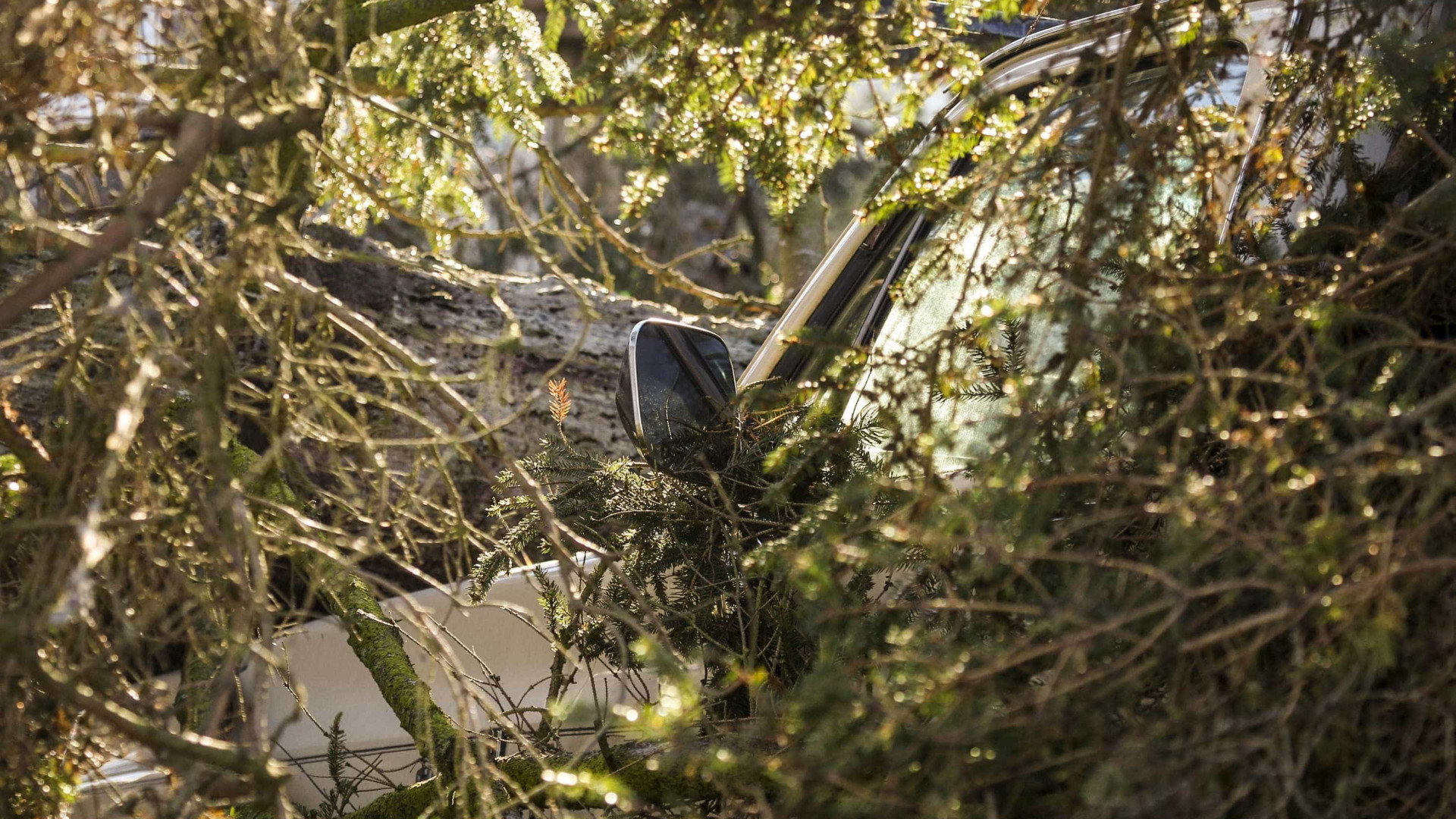 Oito carros danificados por queda de árvore de grande porte em Carcavelos