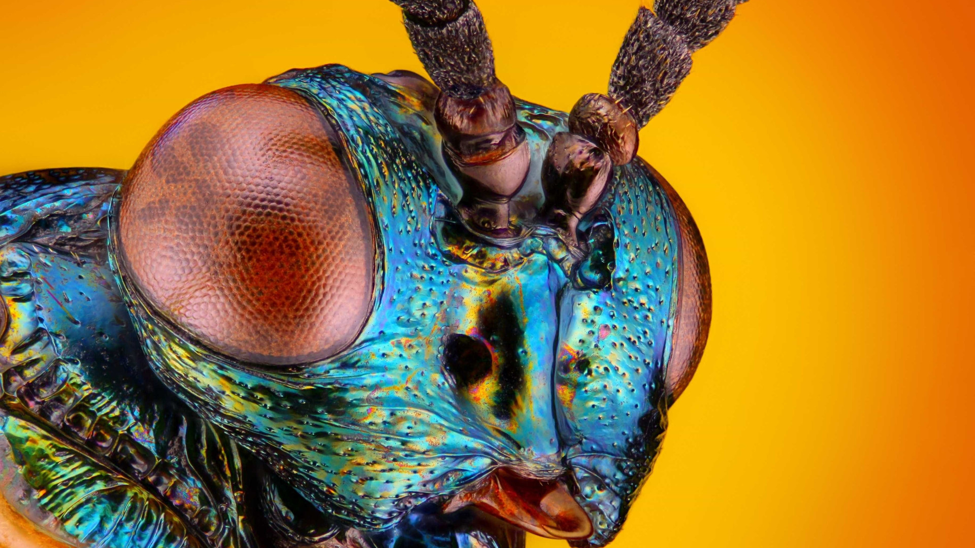 Cientistas criam sistema de visão biónica com IA e inspirada em insetos