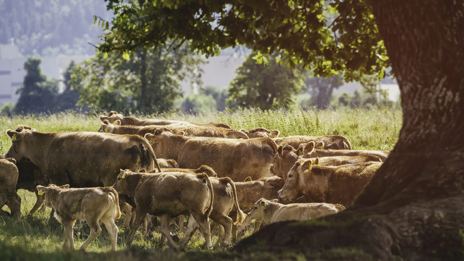 
                    Produção de carne em Moçambique aumentou mais de 11% em 2025
                