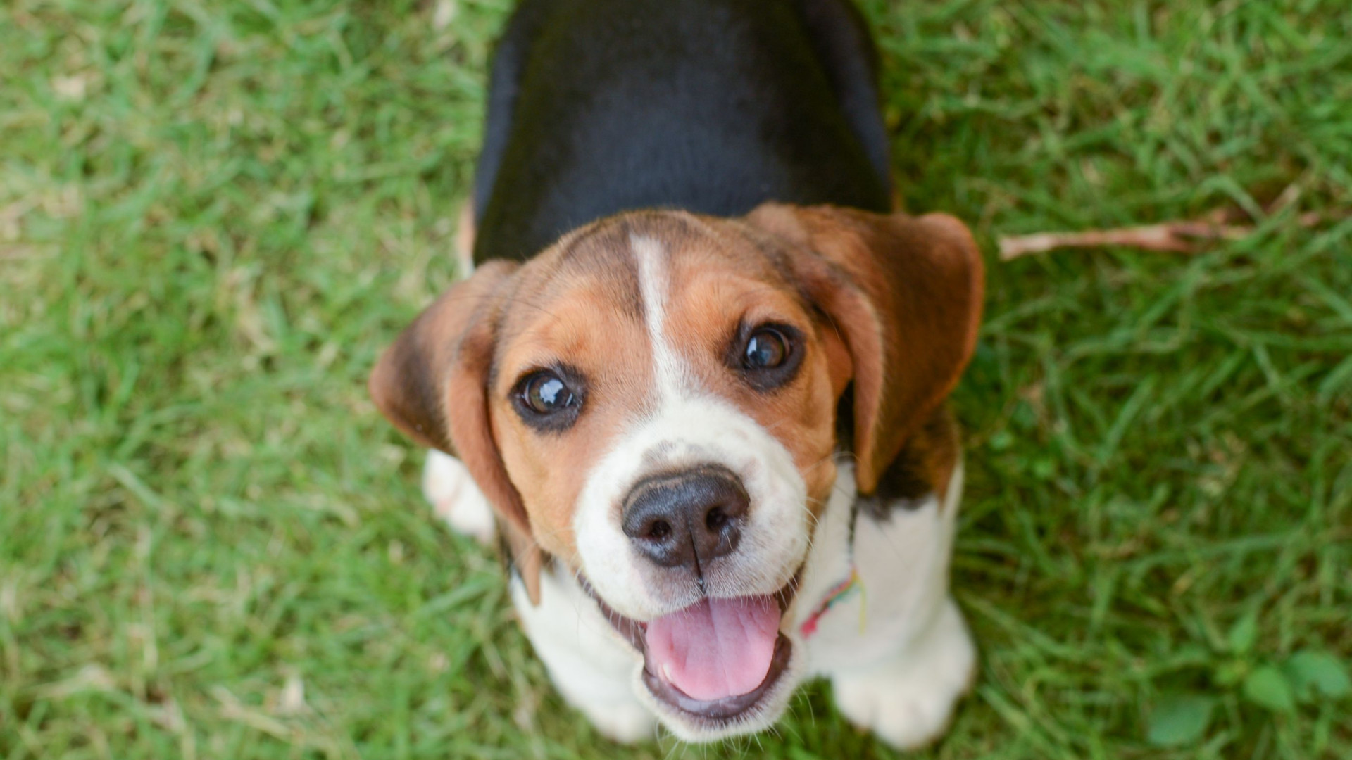 A beagle dog