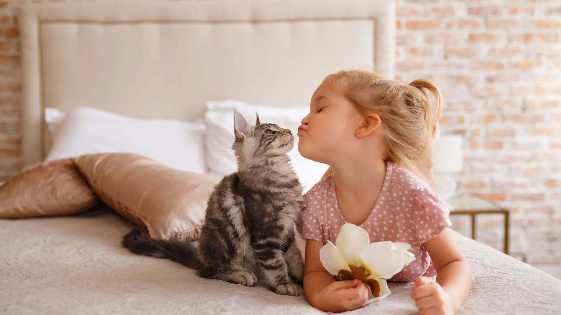 As melhores raças de gatos para ter em casa