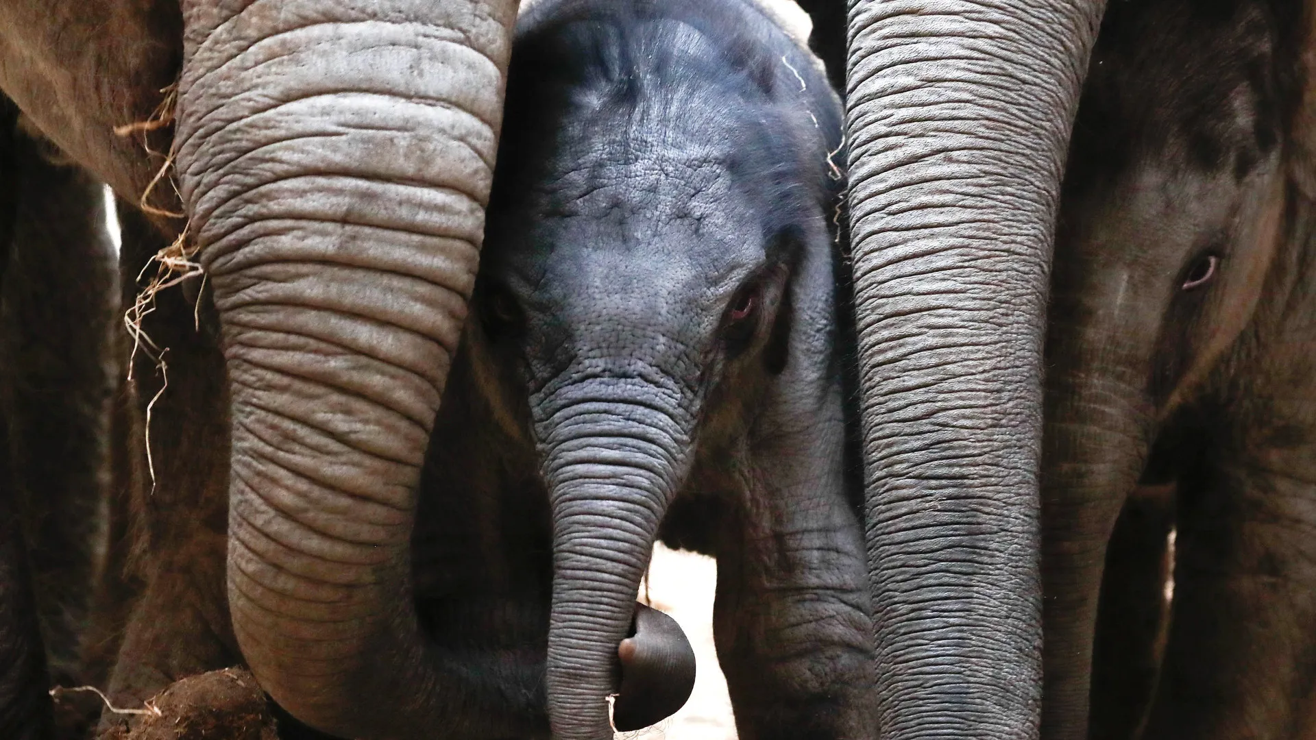 Tailândia vacina elefantes para conter reprodução devido à expansão humana
