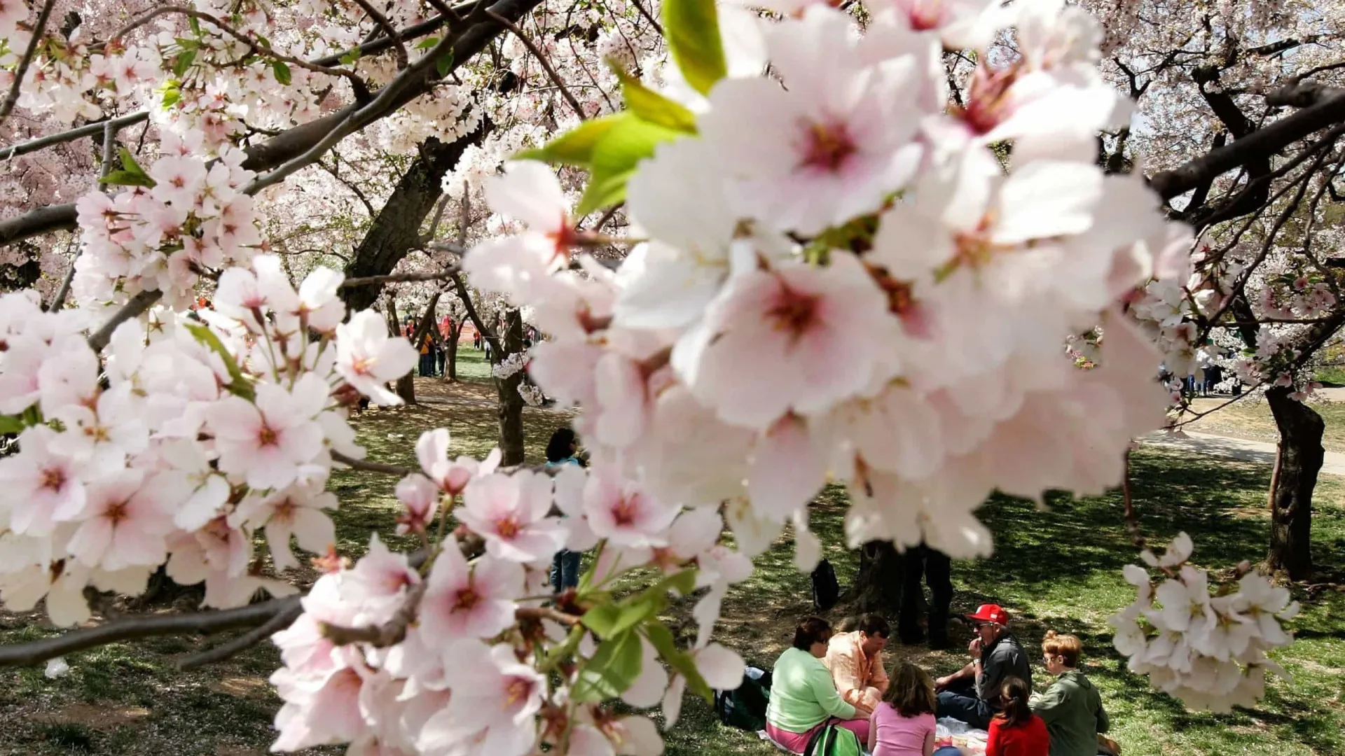 Já chegou! A beleza da primavera pelo mundo