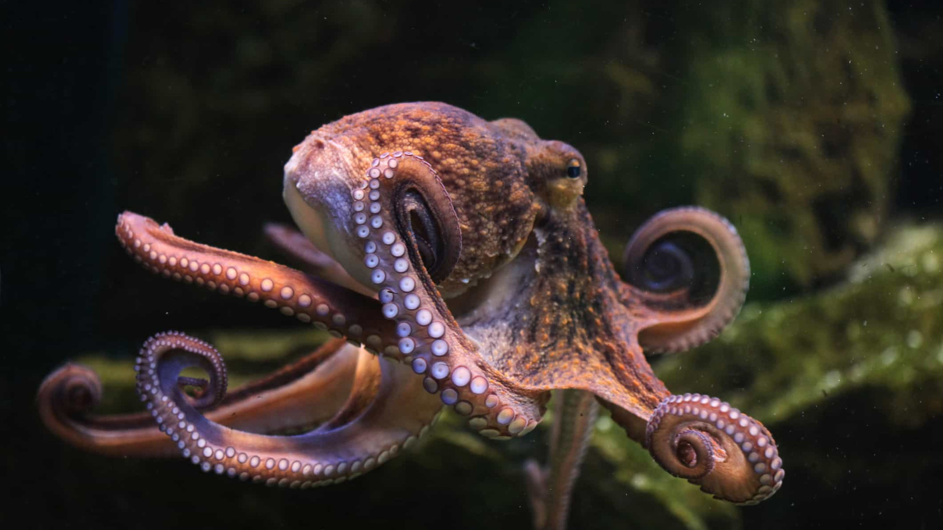 Pesca de polvo no Algarve vai ser interdita de 15 de setembro a 14 de outubro
