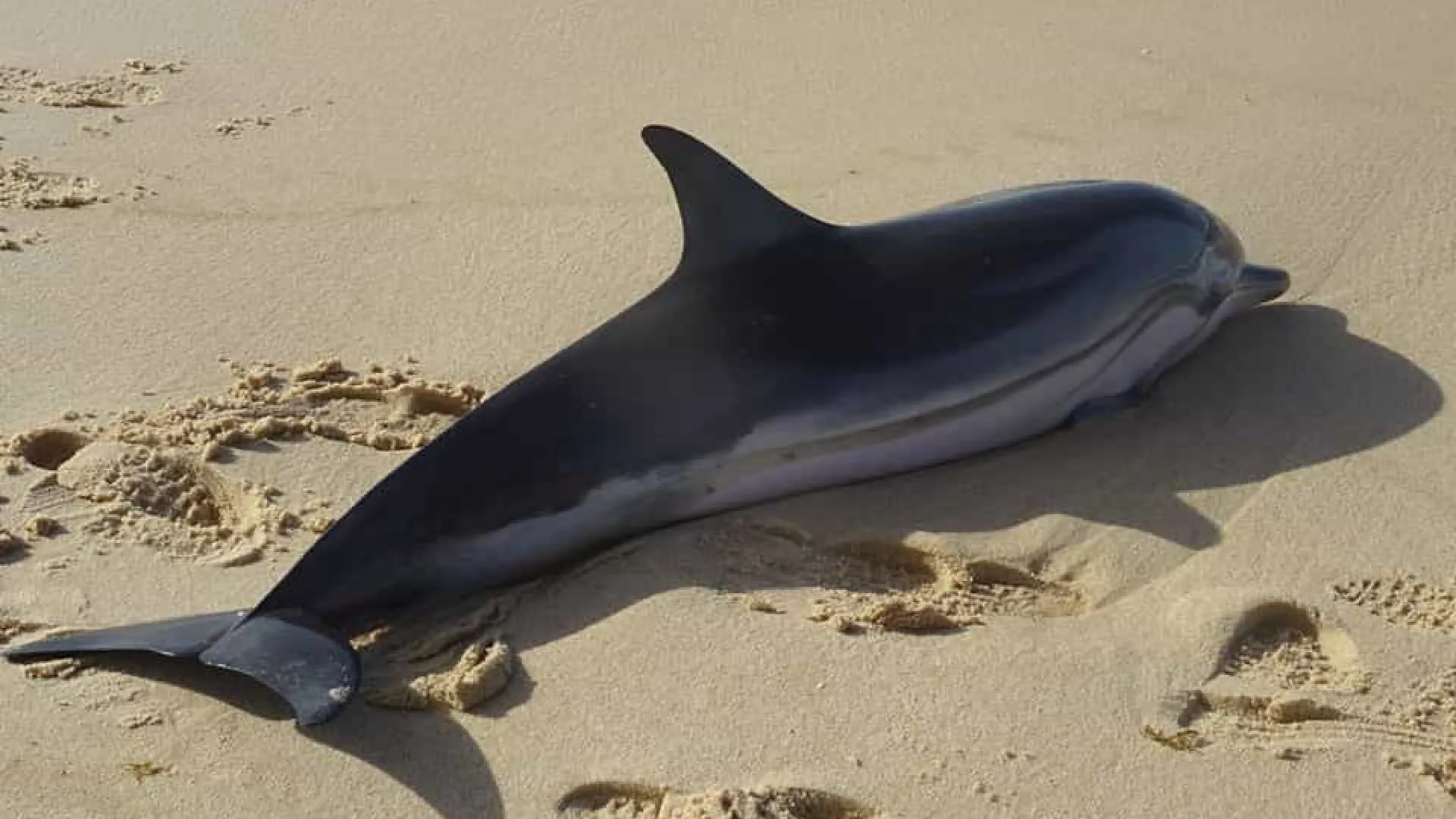 GNR resgata golfinho de praia em Grândola