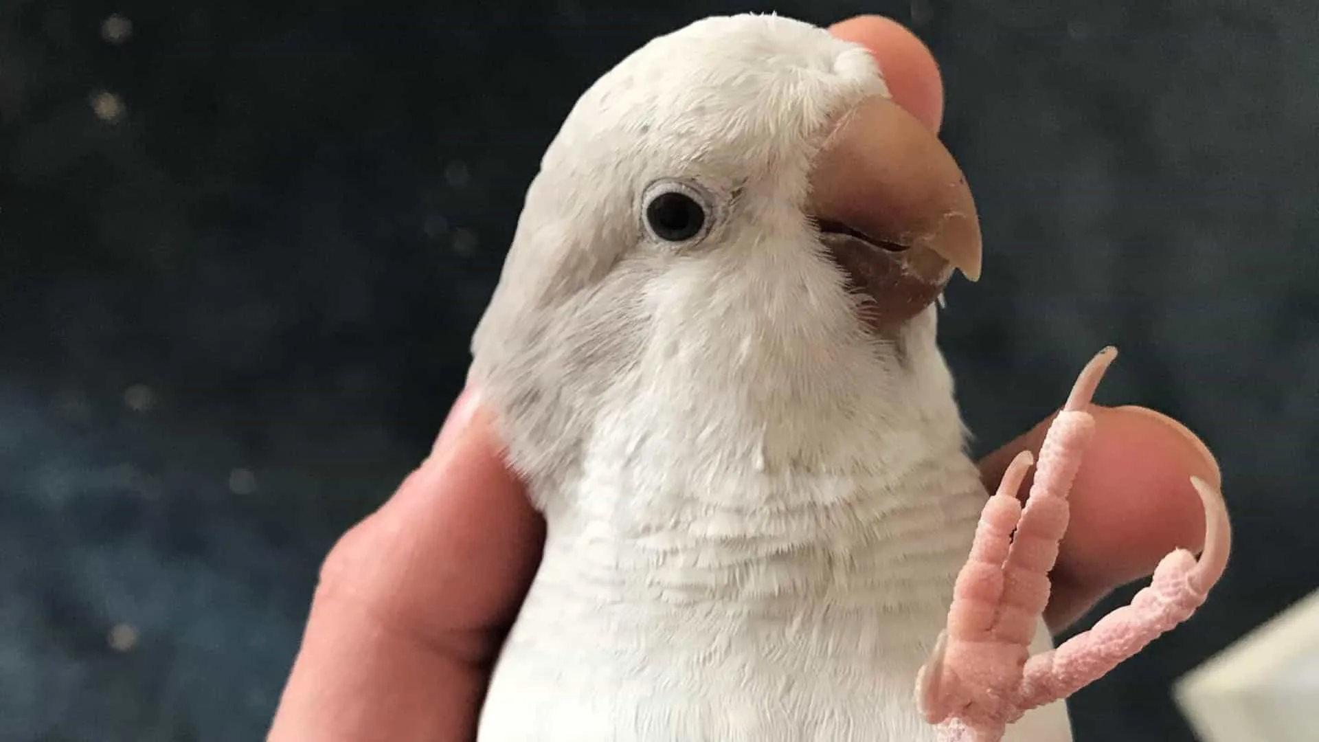 
                    Homem 'apanhado' com periquitos nas calças. Foi acusado de contrabando
                