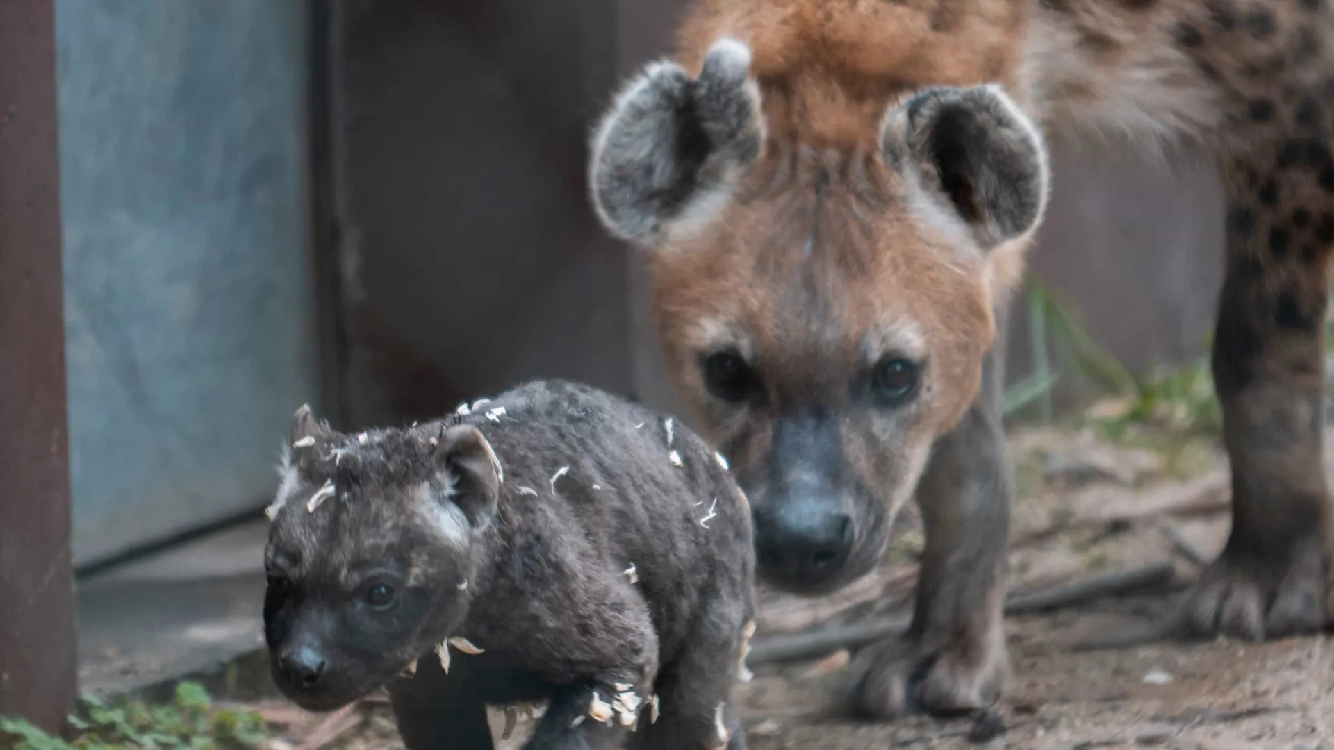Hiena Malhada nasce no Zoo do Porto. Espécie só pode ser vista aqui