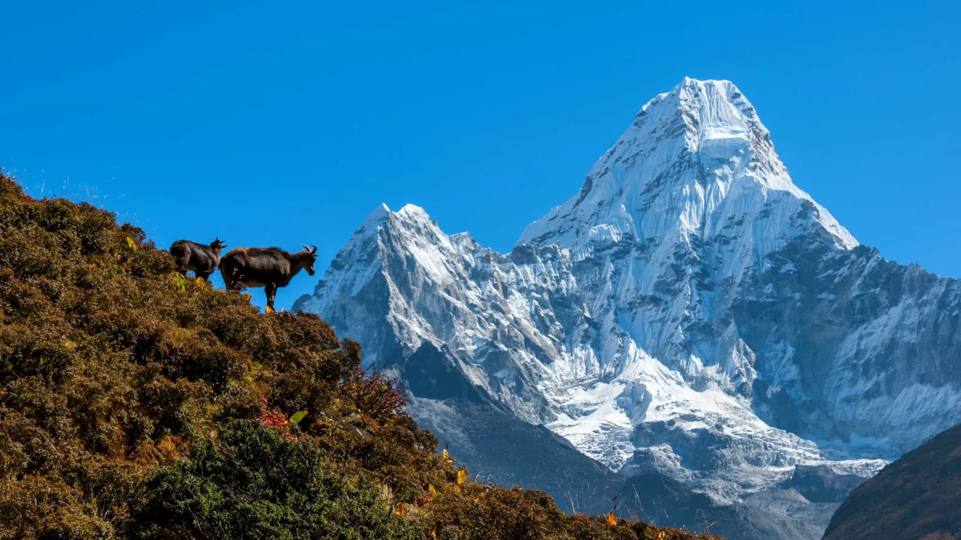 Animais selvagens que vivem a grandes altitudes