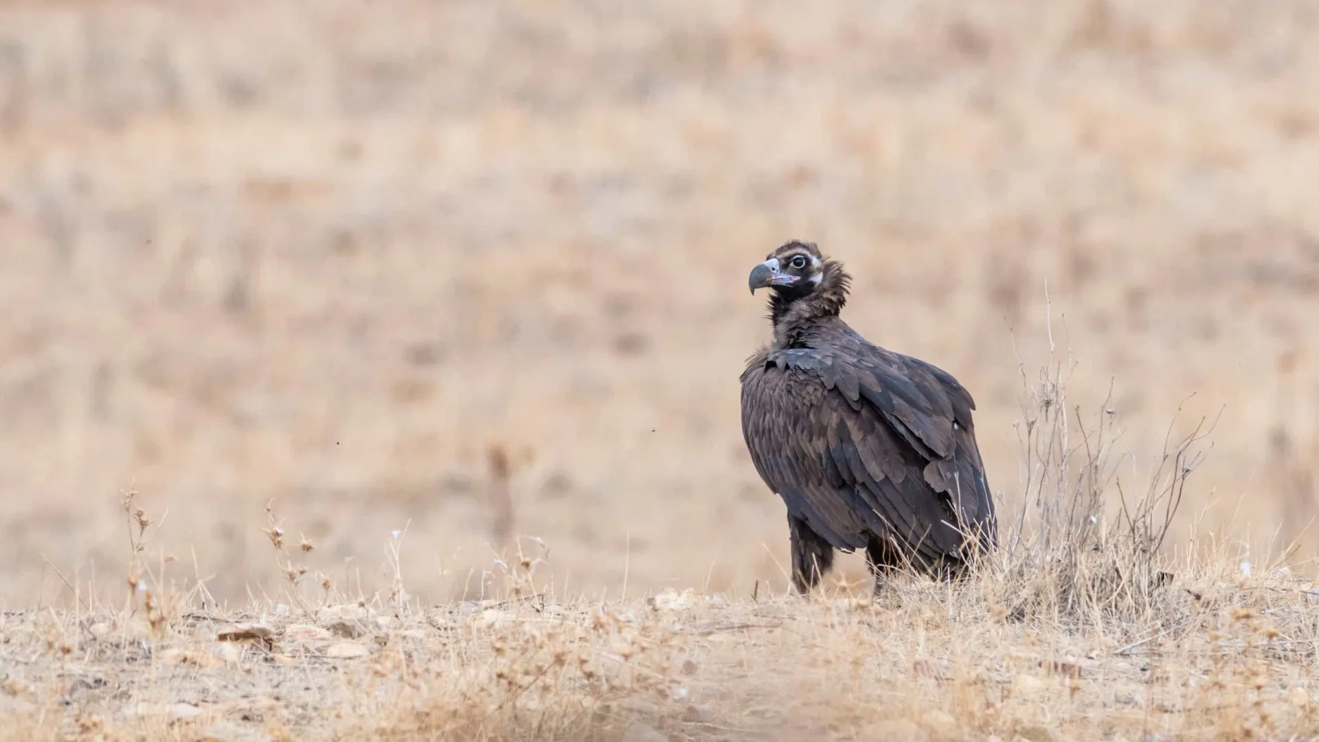 
                    Seis abutres-negros foram devolvidos à natureza no Parque do Douro
                