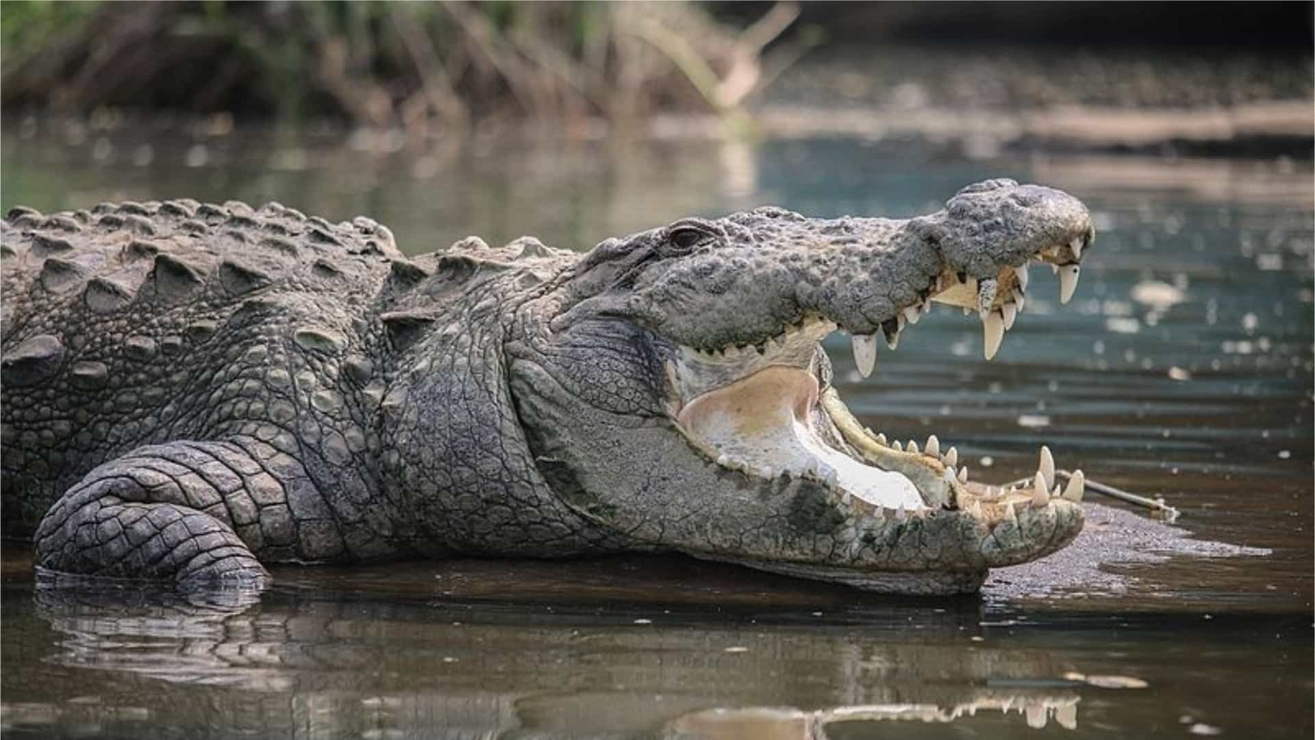 Homem detido na Índia após transportar cadáver de crocodilo na mala