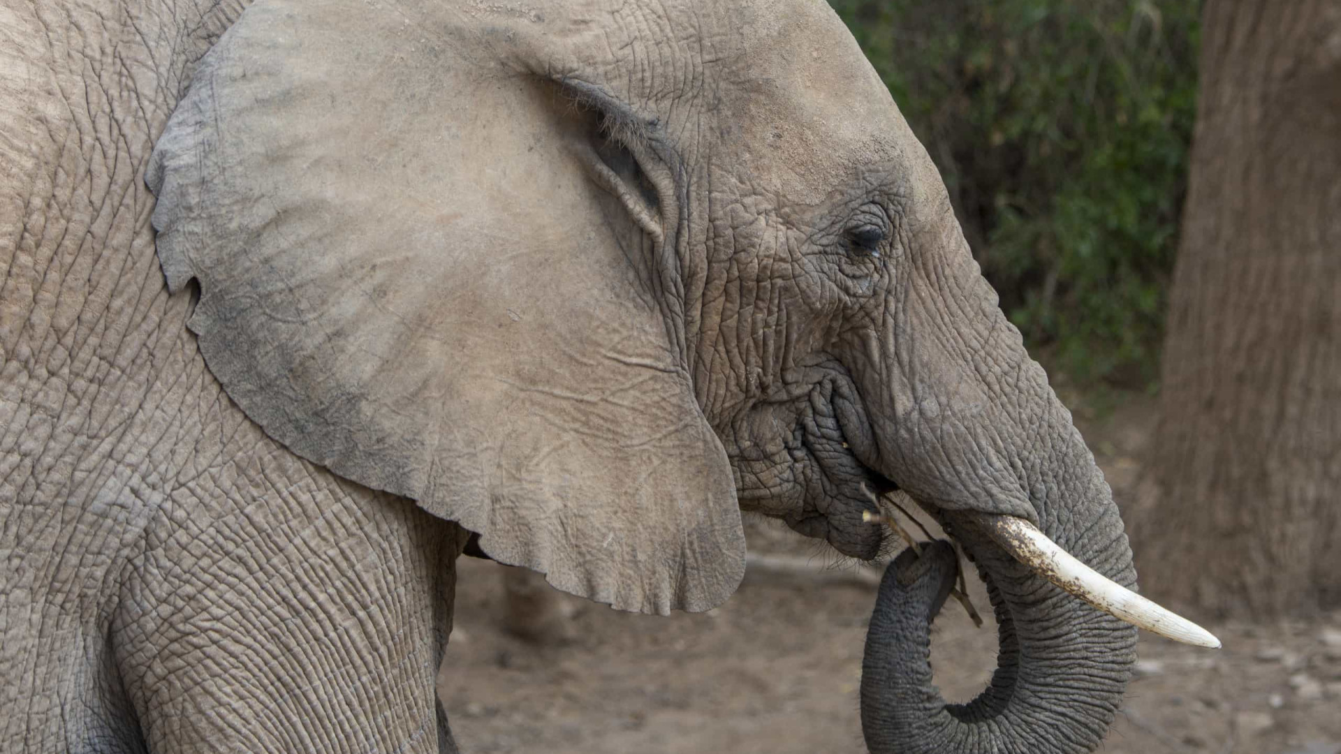 Duas turistas morrem em ataque de elefante durante safari na Zâmbia