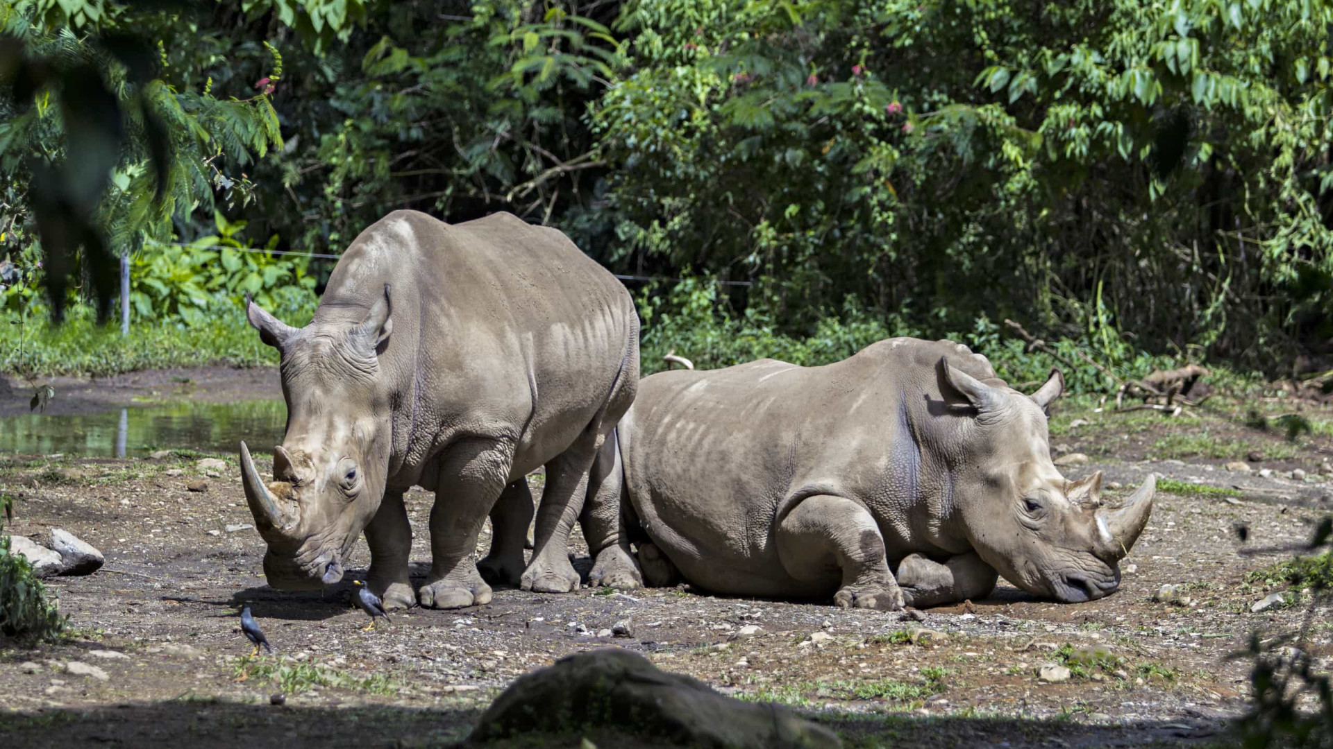 Dois rinocerontes-de-java bebés encontrados num parque da Indonésia foto