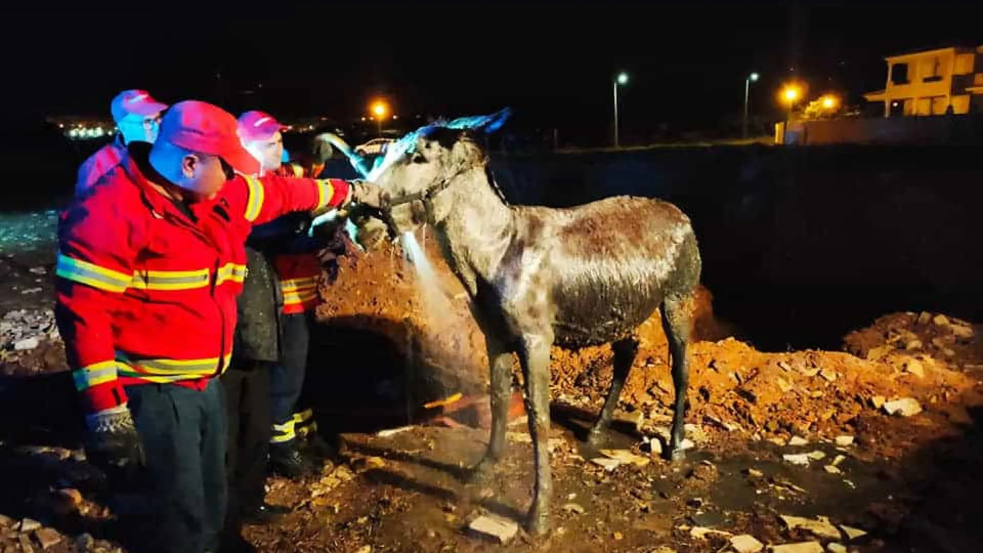 Bombeiros de Lagos salvam burro de vala com lama. E há imagens