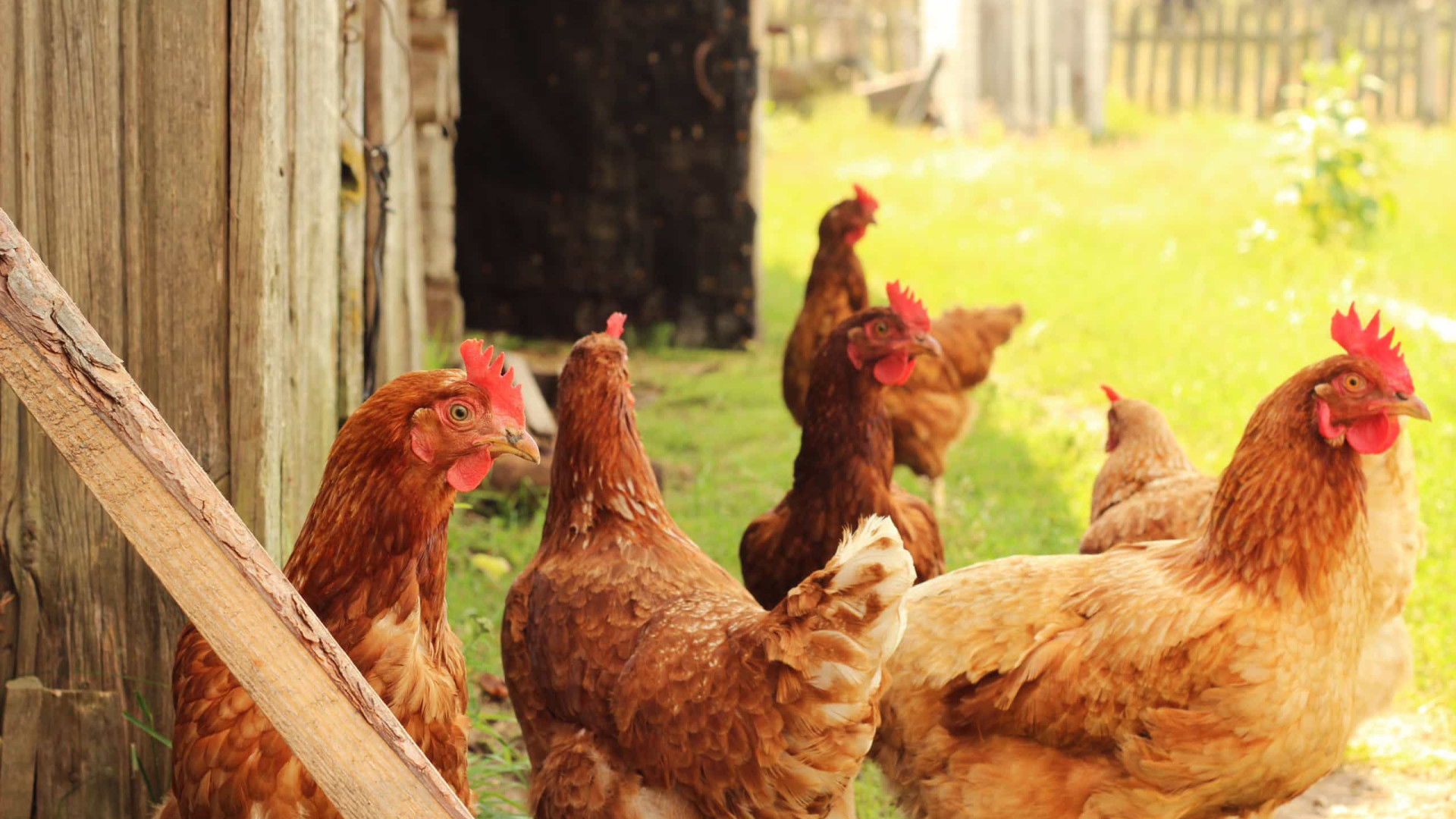 Aves devem ficar em confinamento para prevenir contacto com vírus da gripe aviária