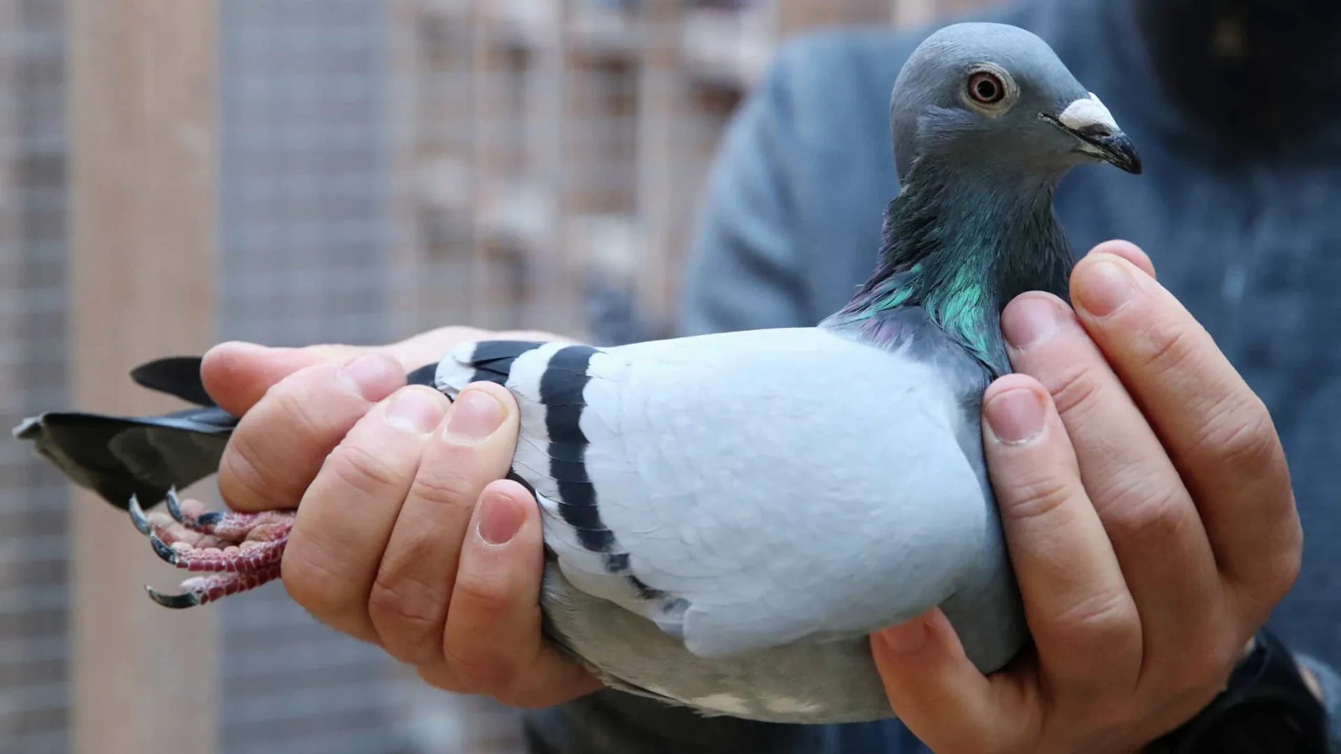 Pombo de competição bate recorde e é vendido por 1,6 milhões de euros