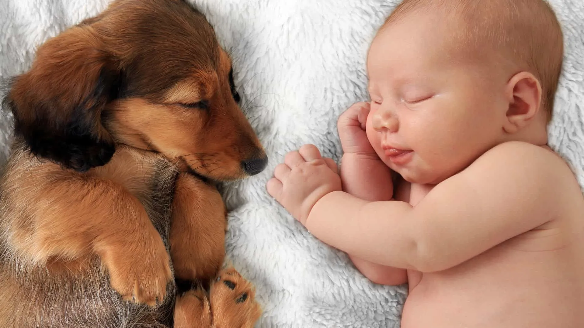 As melhores raças de cães para quem tem bebés