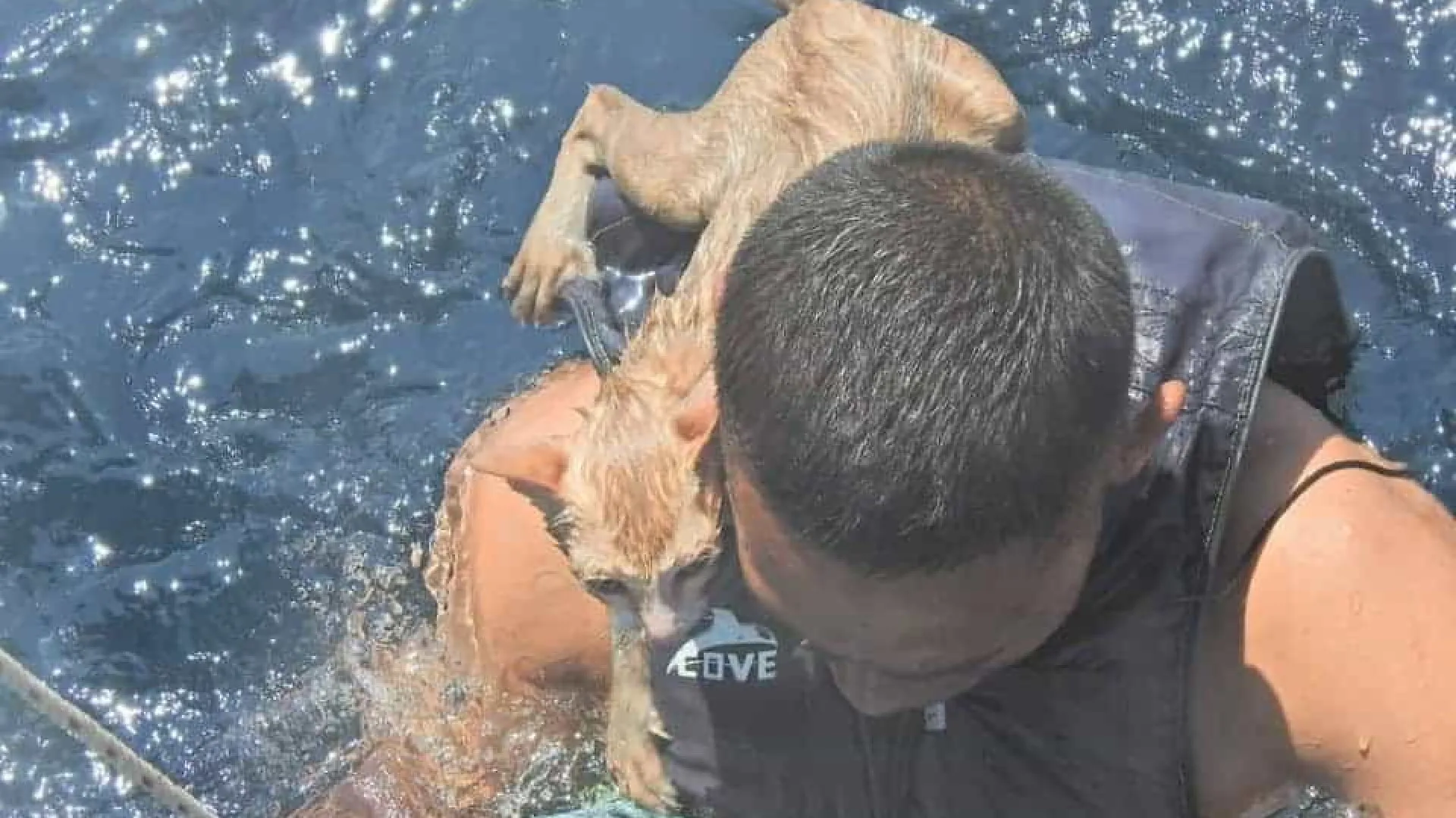 Marinha tailandesa resgata quatro gatos de navio em chamas