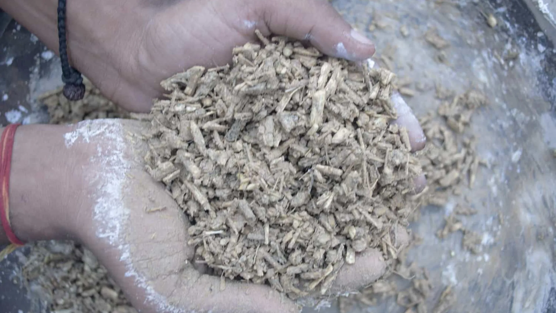 Lascas de cânhamo usadas para criar materiais de construção ecológicos