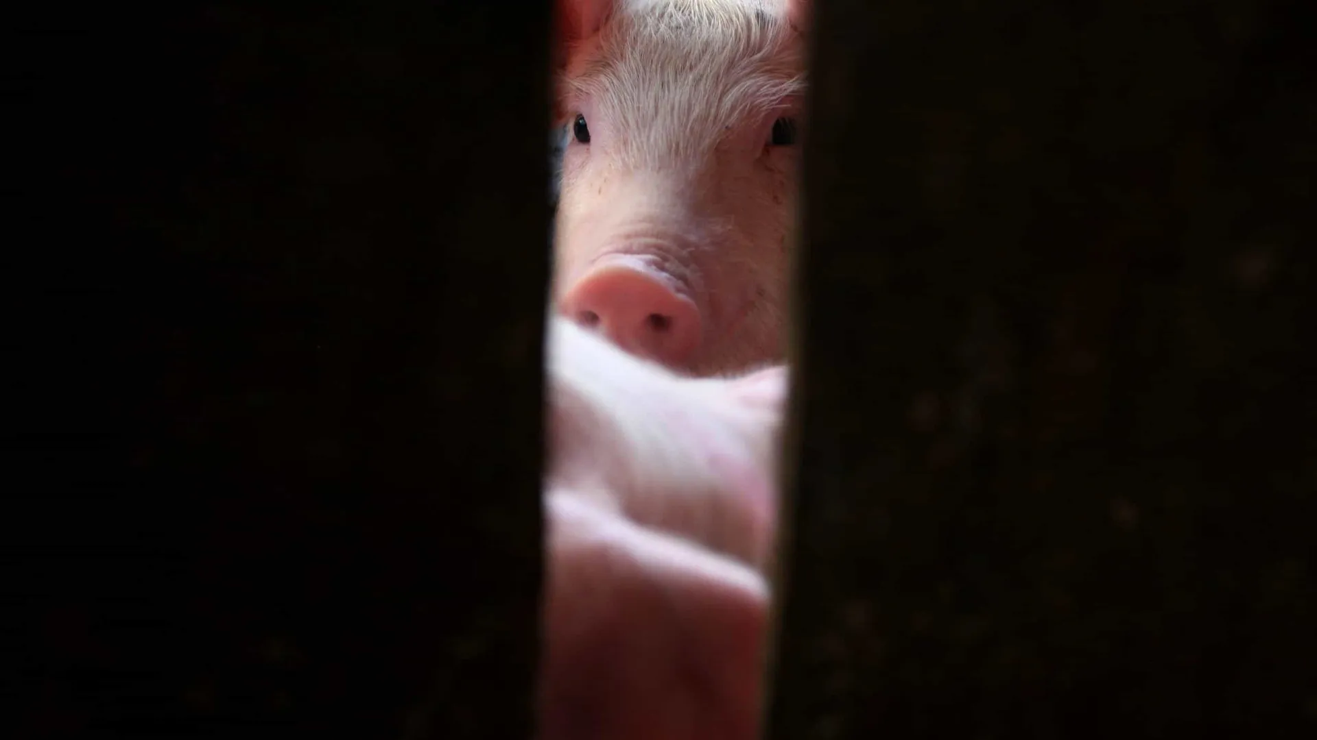 
                    Mais de 50 explorações suinícolas sem energia elétrica em Leiria
                