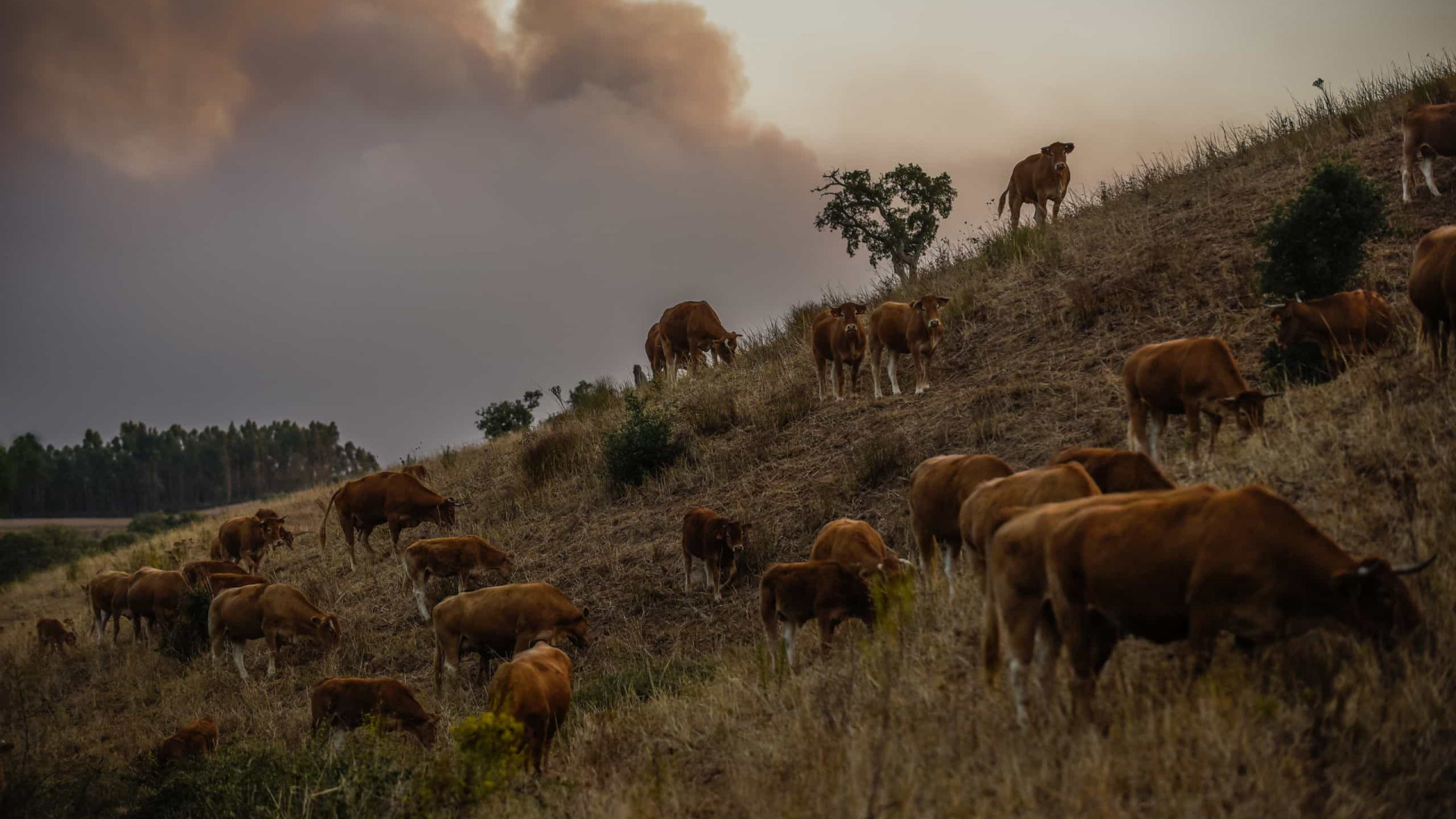 Perto de cinco mil operacionais combatiam 126 fogos às 17h40