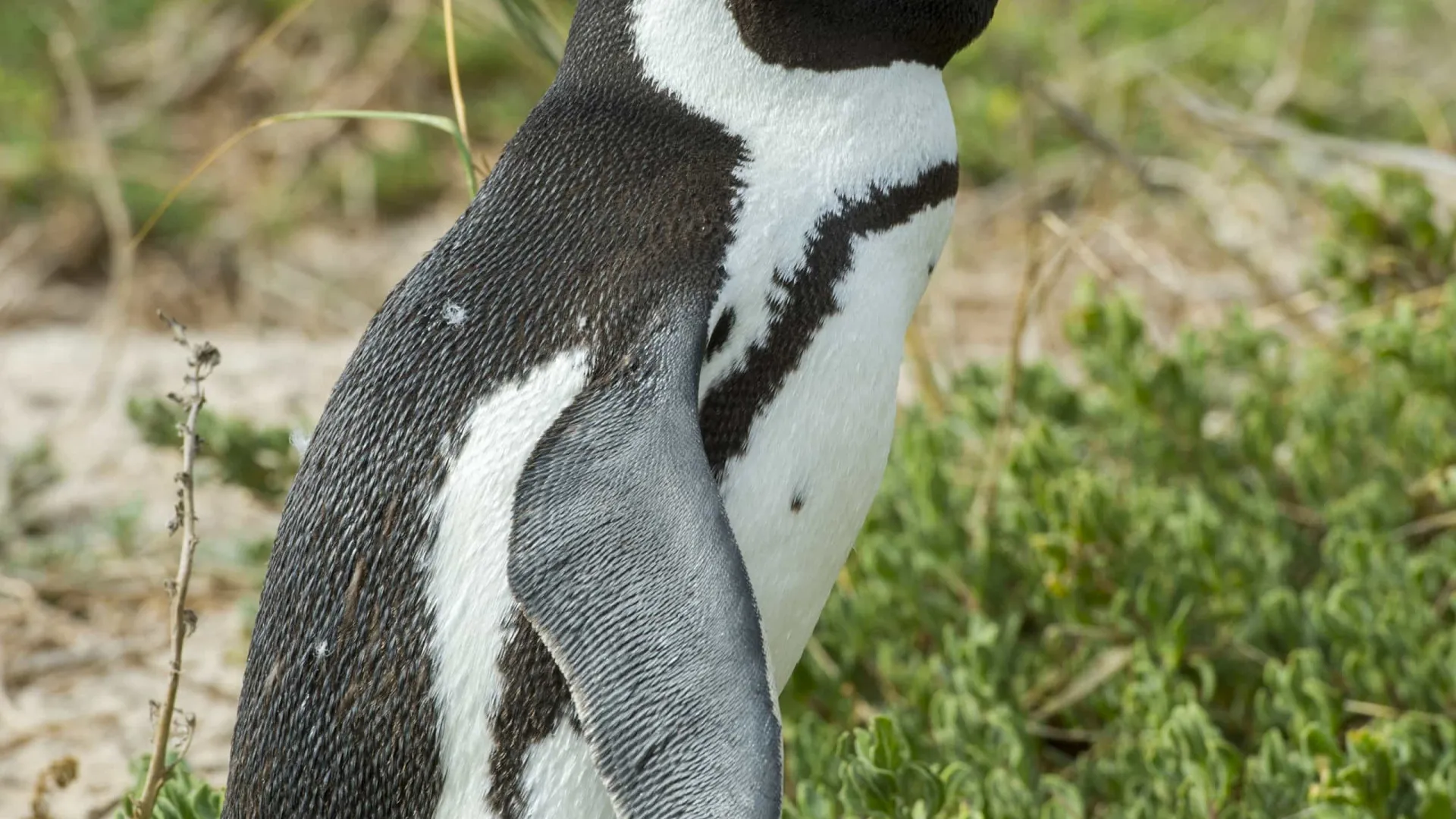 
                    Pinguins-africanos foram vítimas de fome em massa na África do Sul
                