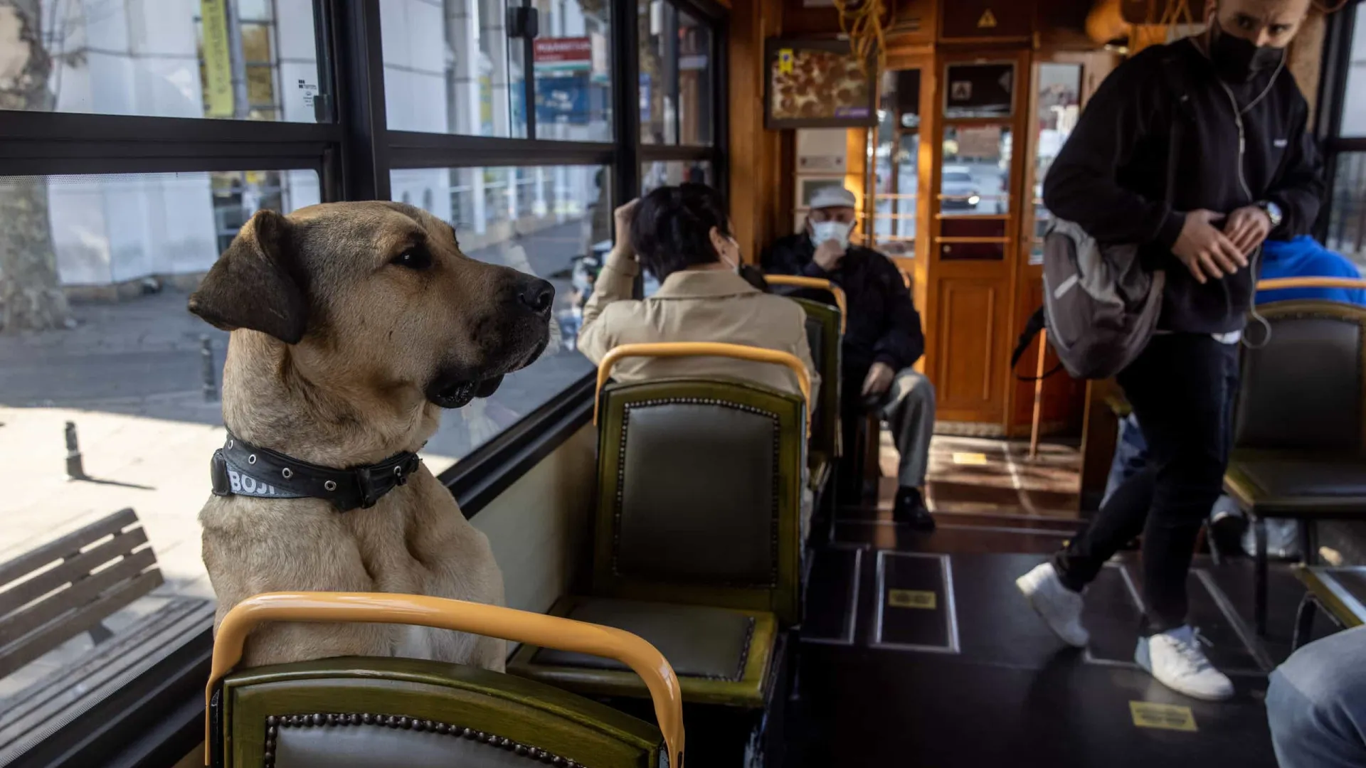 Boji, o cão que adora andar de transportes, já é um sucesso no Instagram