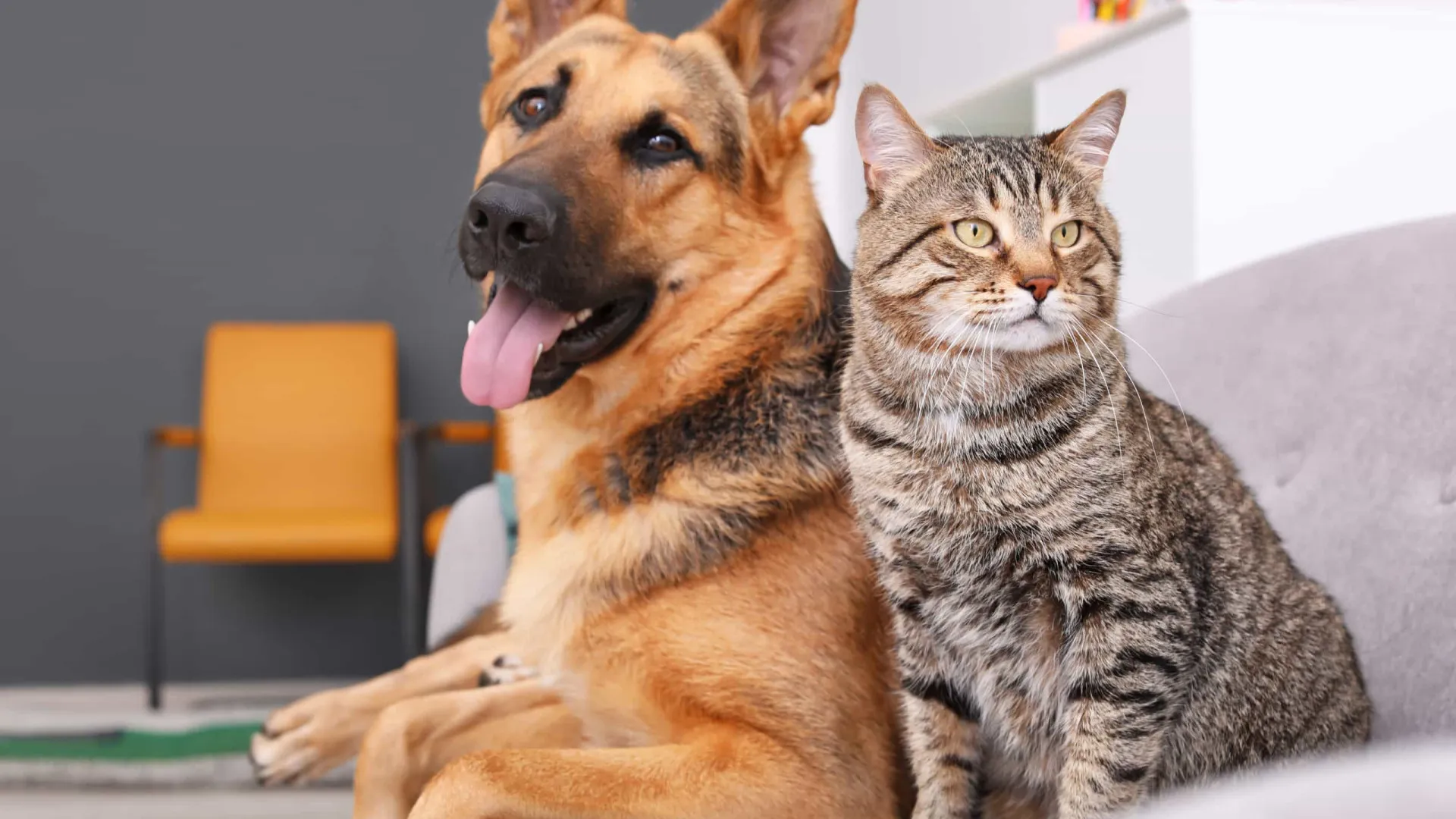 "Intolerável". Casal pede divórcio na Índia por animais se 'darem mal'