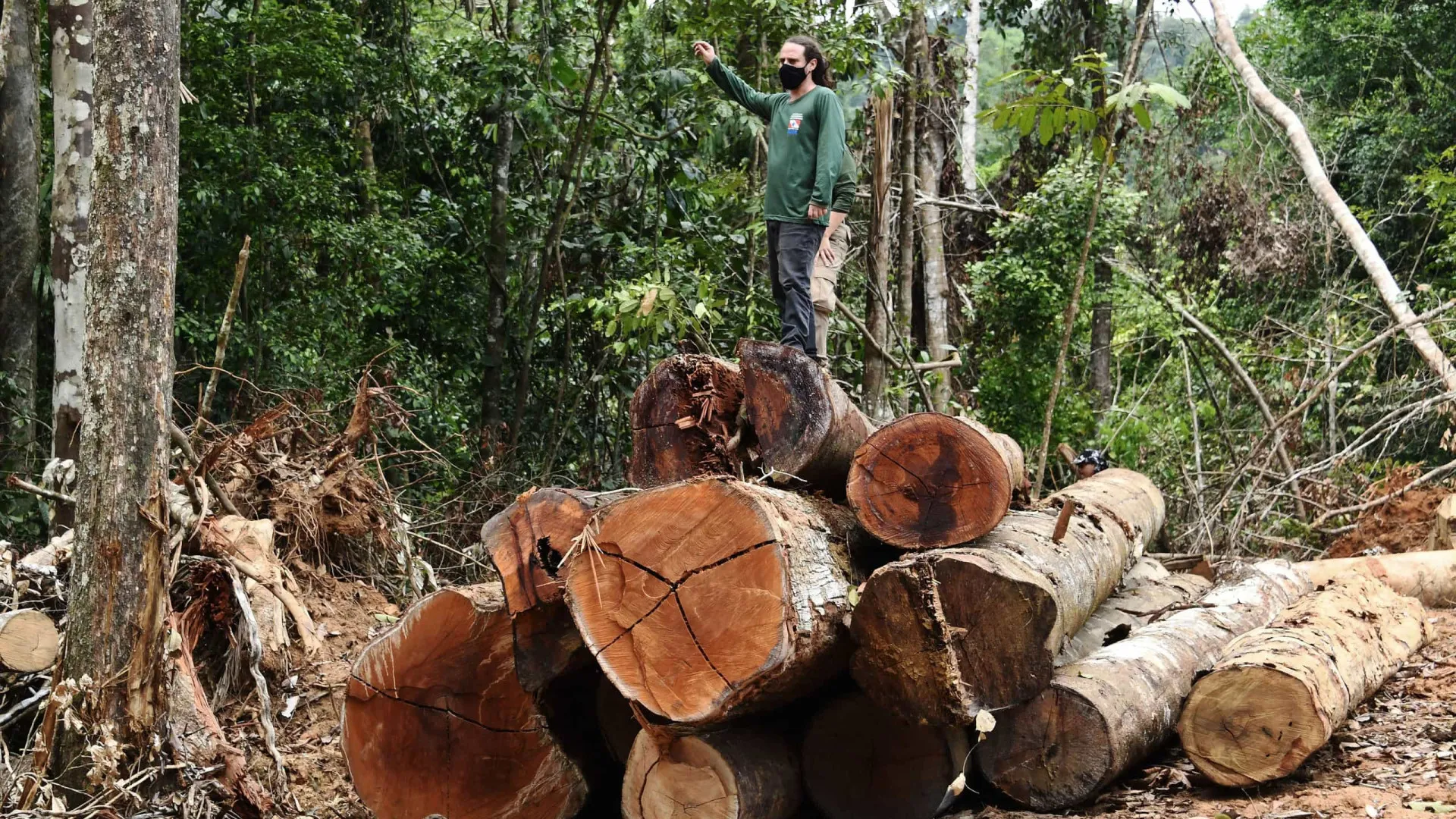
                    Eurodeputados aprovam novo adiamento da lei da desflorestação
                