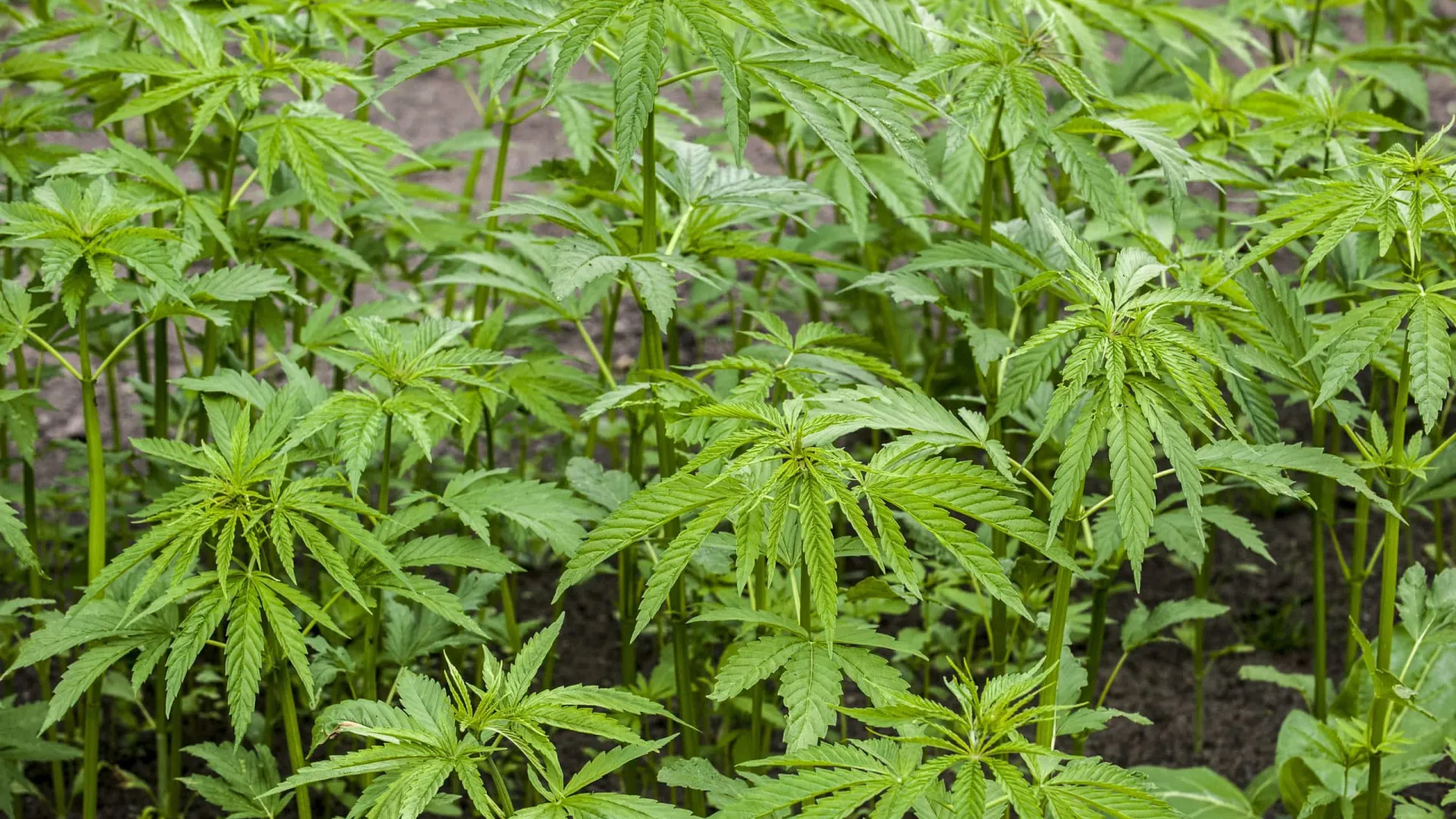 
                    Prisão preventiva para homem suspeito de tráfico de droga em Cantanhede
                