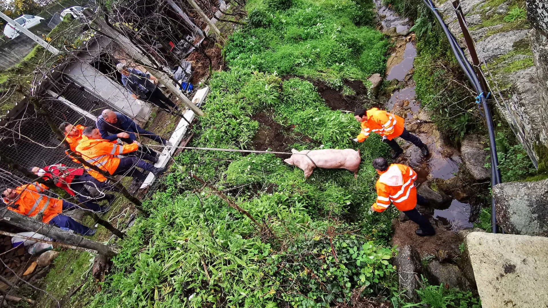 Bombeiros salvam porco que caiu em ravina de Arcos de Valdevez