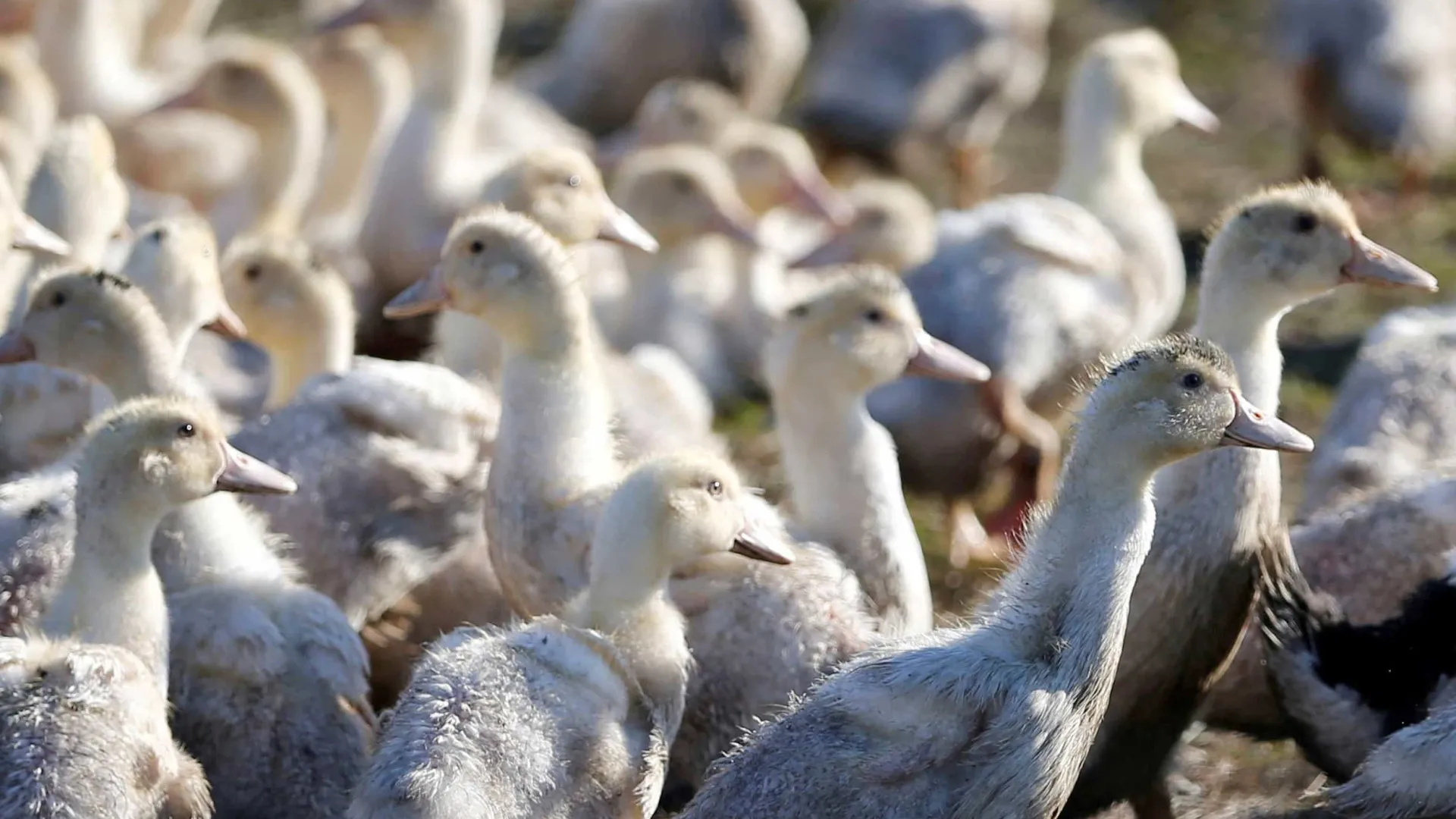 
                    Gripe das aves detetada em exploração de patos em Santarém
                