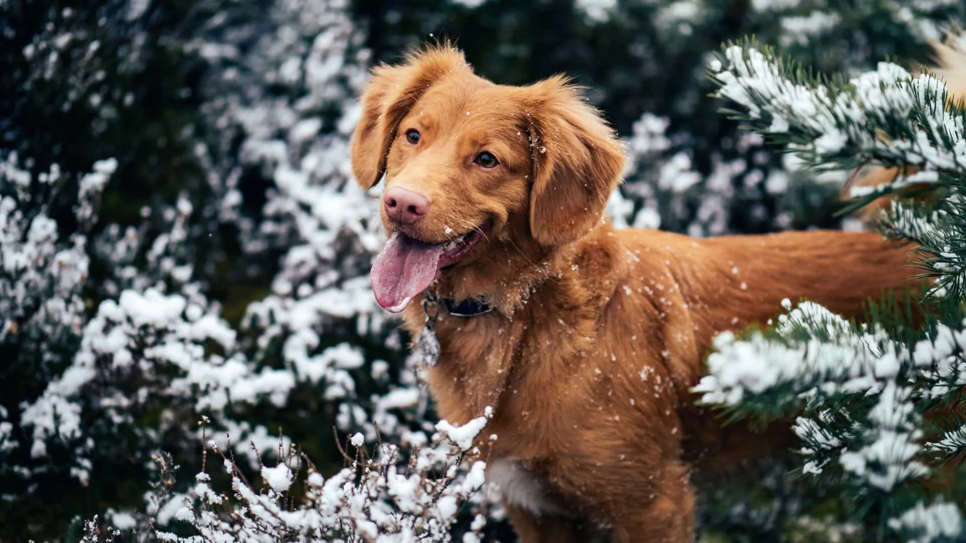 Estes cães não têm problemas com o frio (veja as imagens!)