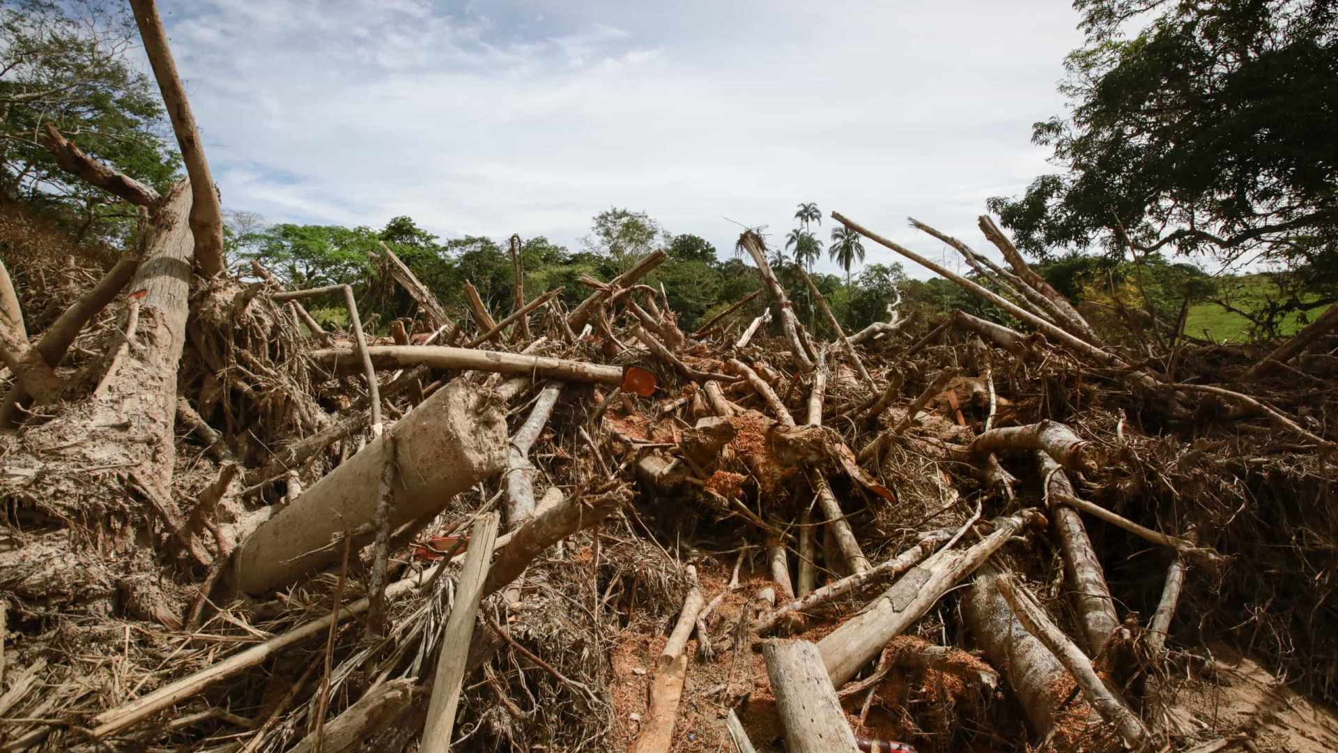 UE aceita adiar um ano entrada em vigor de regras contra desflorestação