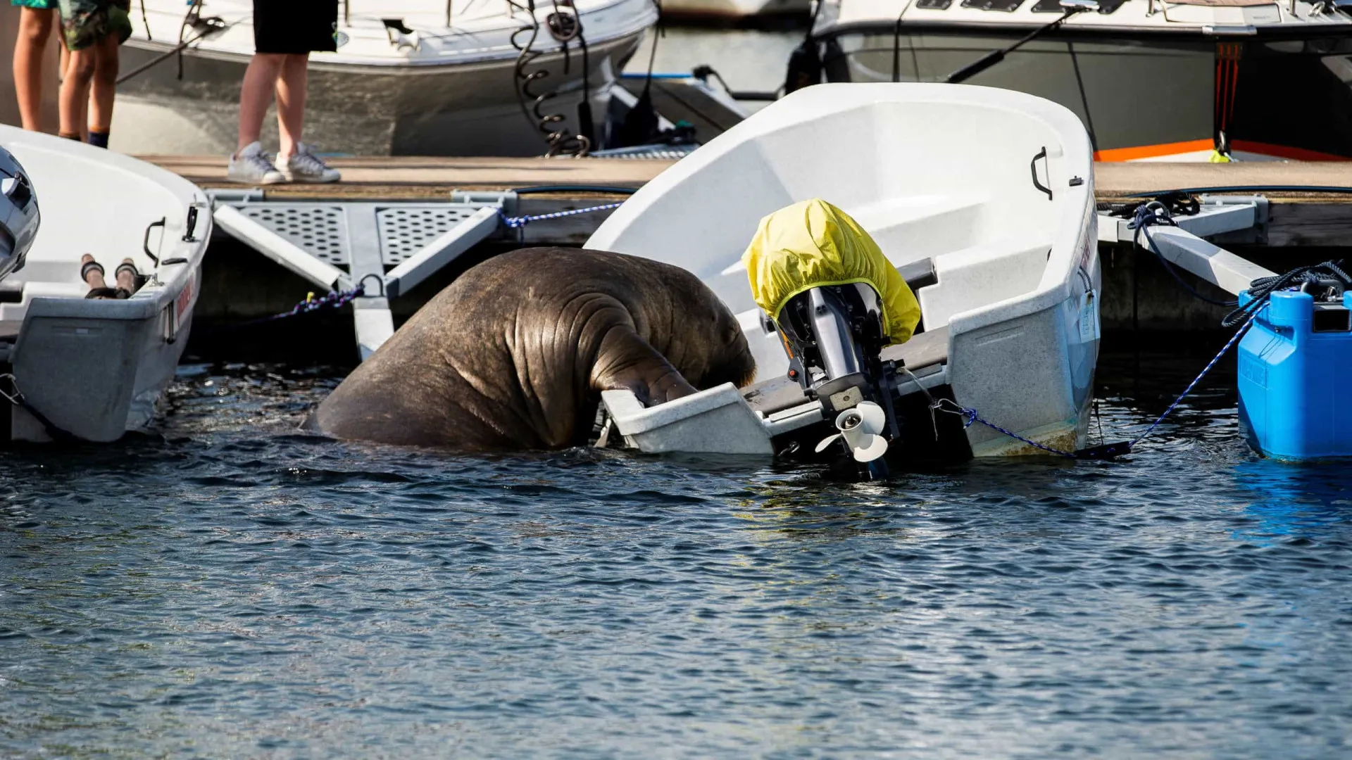 Freya, a morsa que está a roubar corações na Noruega (e a afundar barcos)