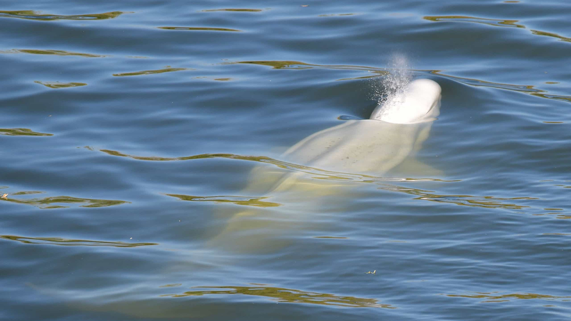 Há já "pouca esperança" de salvar baleia beluga encontrada no rio Sena