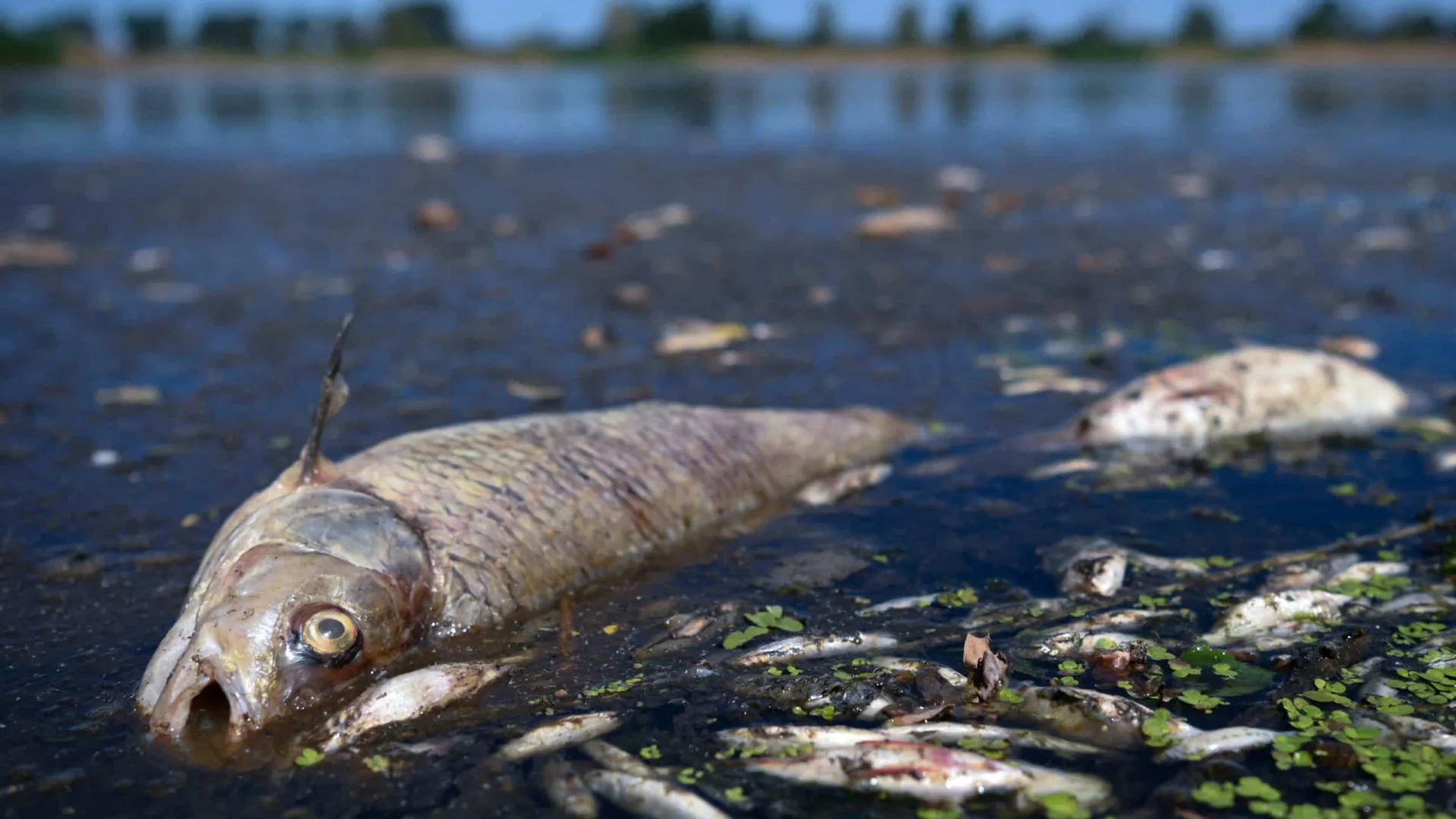 Toneladas de peixes mortos preocupam autoridades na fronteira da Polónia