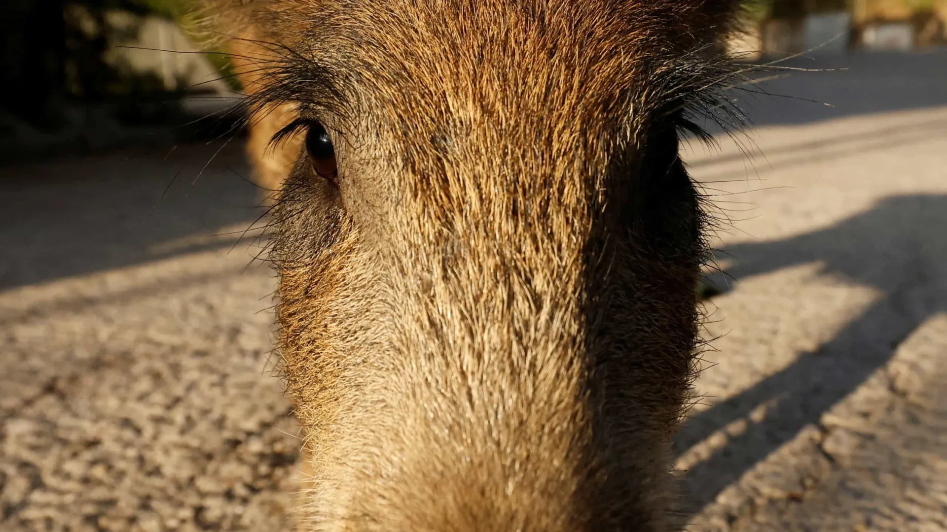 
                    Peste suína? Mobilizados 117 militares para conter foco na Catalunha
                